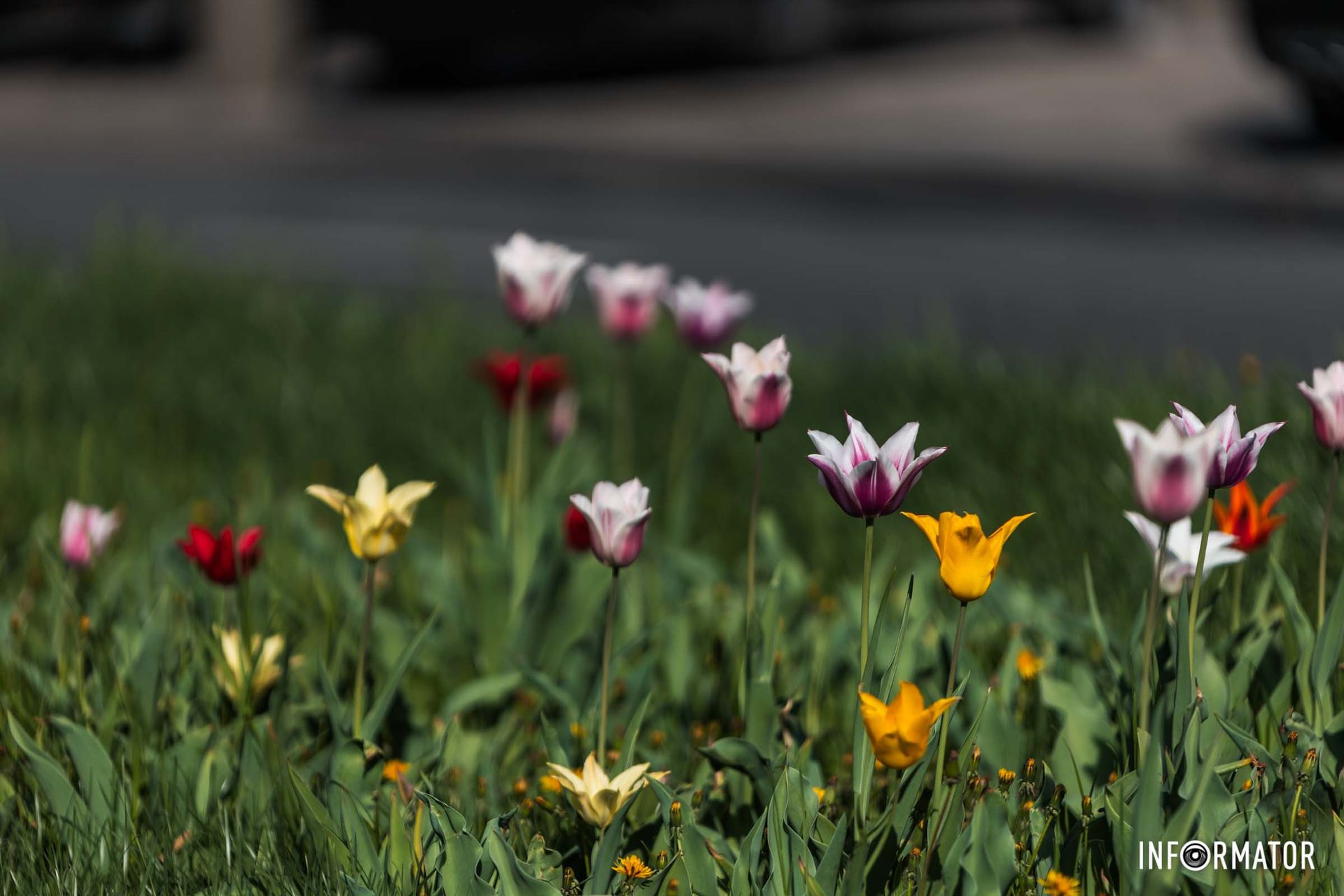Заглянули від яблуні гілки,