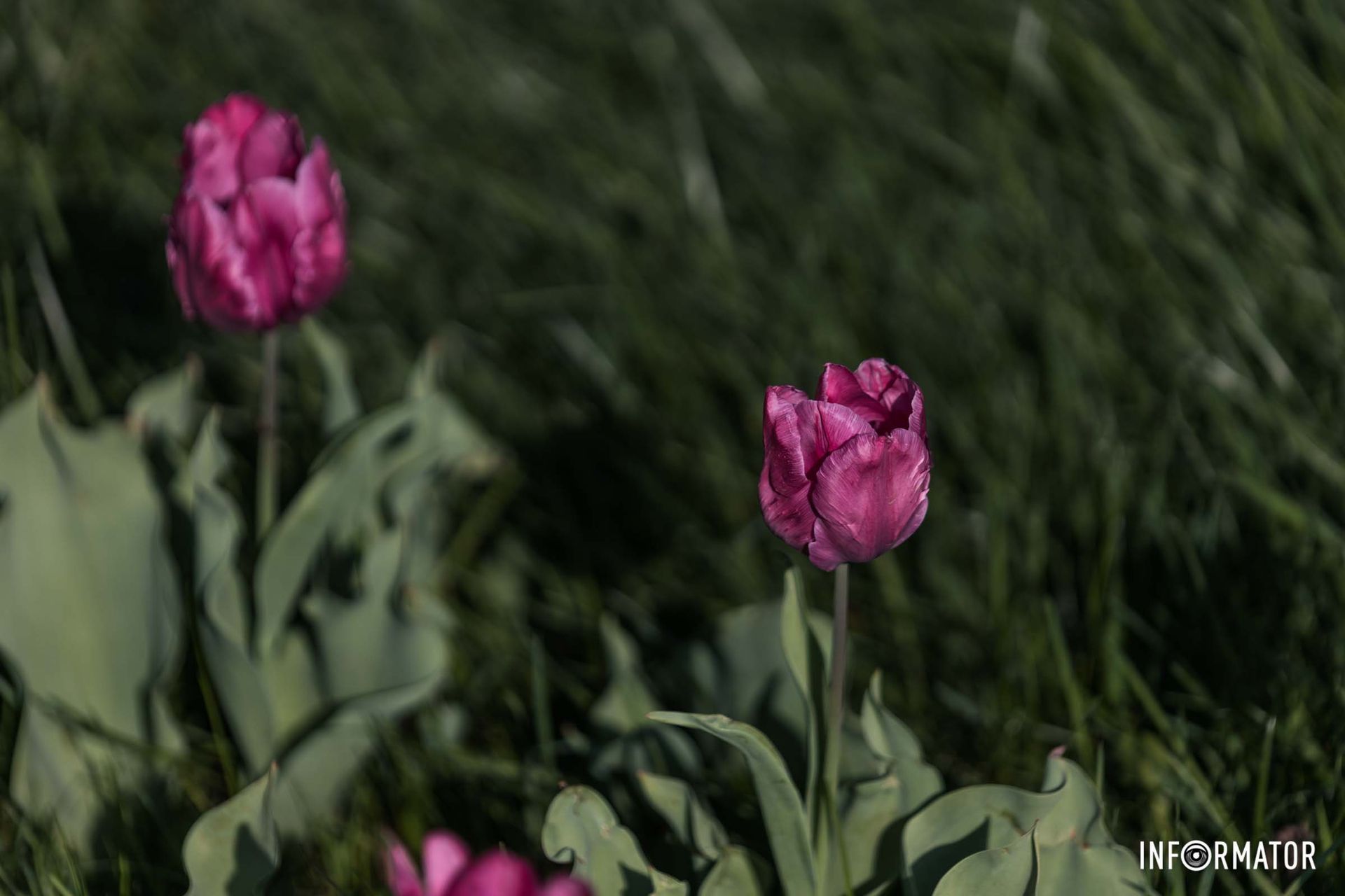 Ні, не забула! У вікно до мене