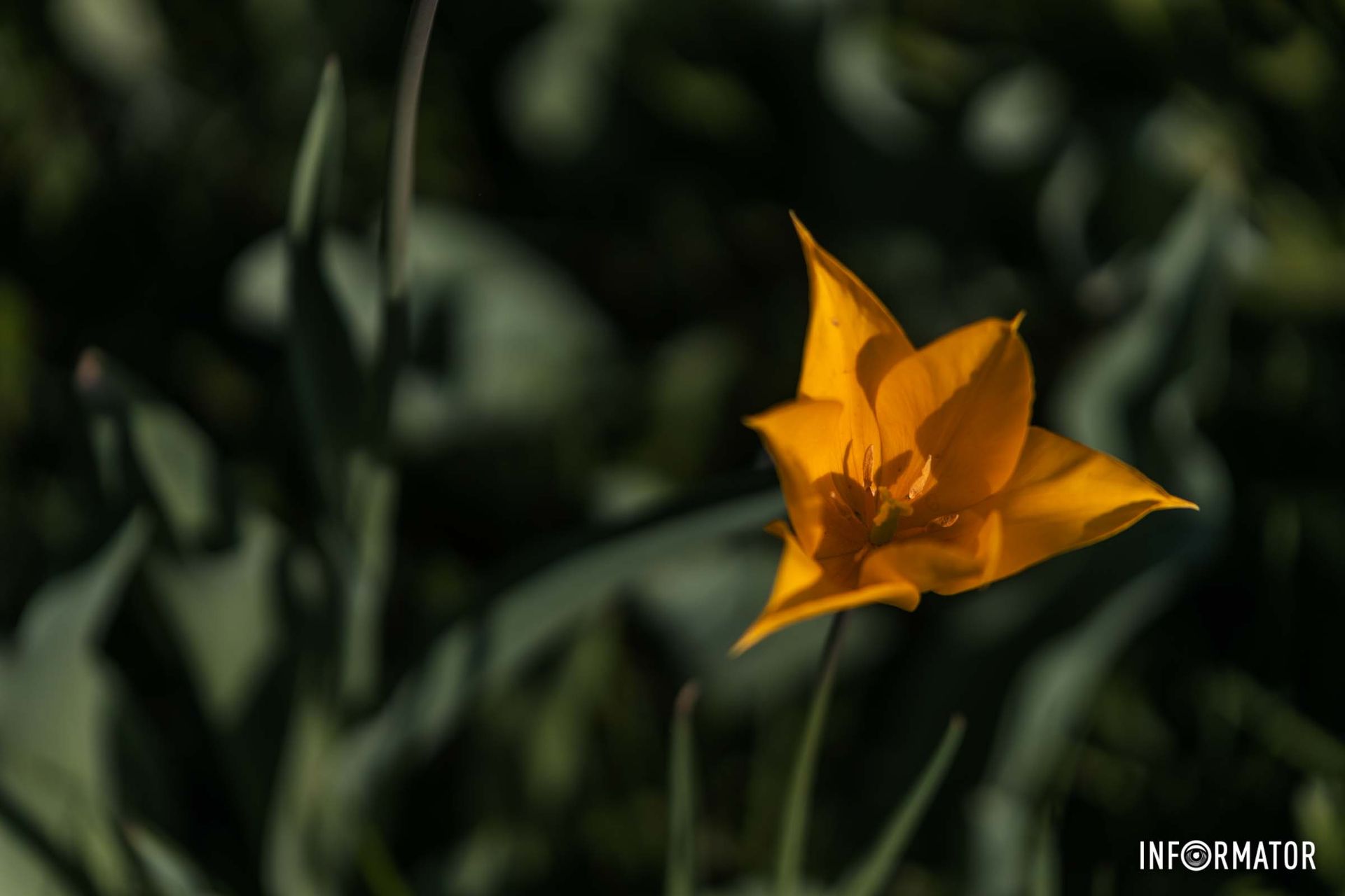 Мене забула радісна весна”.