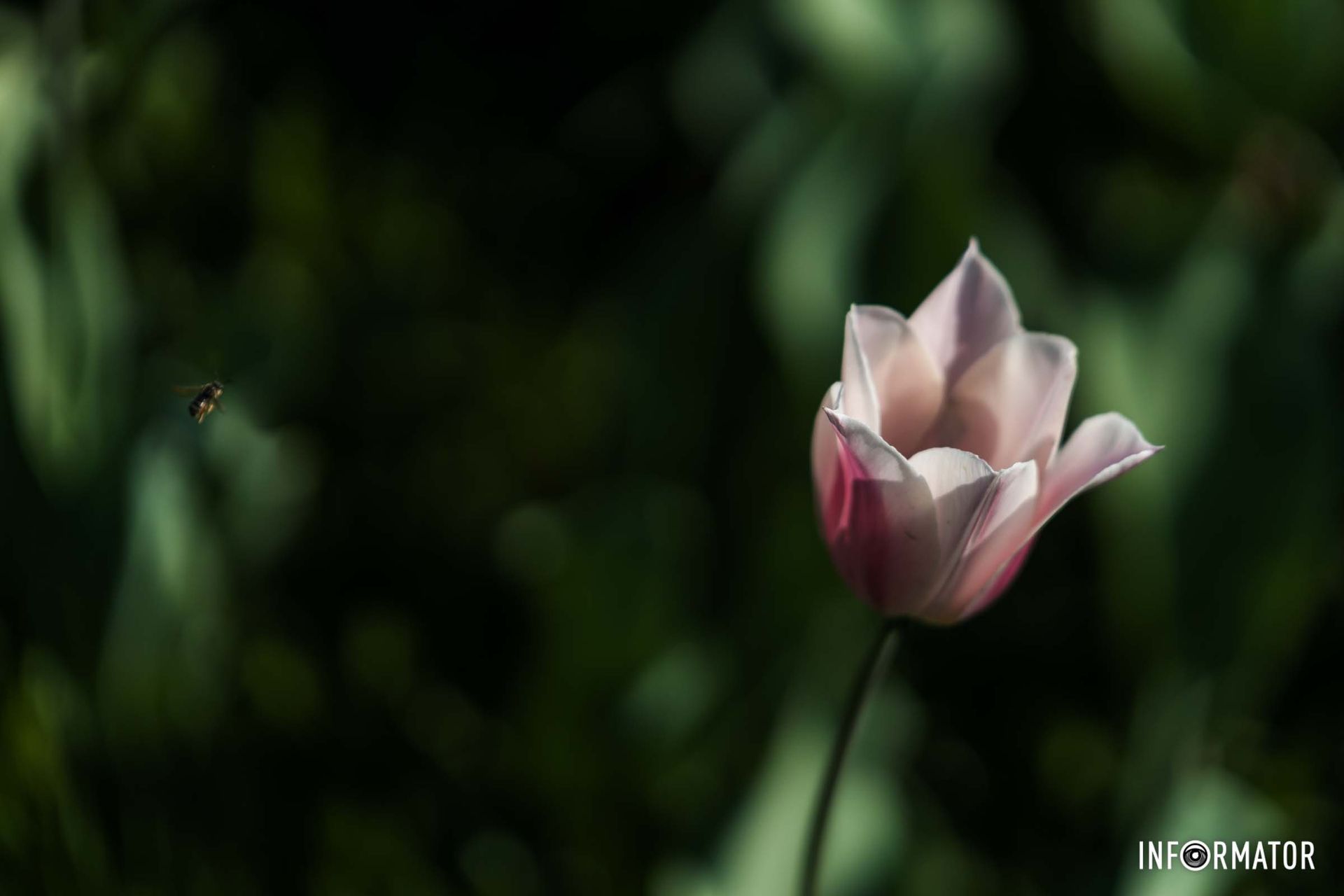 Для мене тільки дару не придбала,