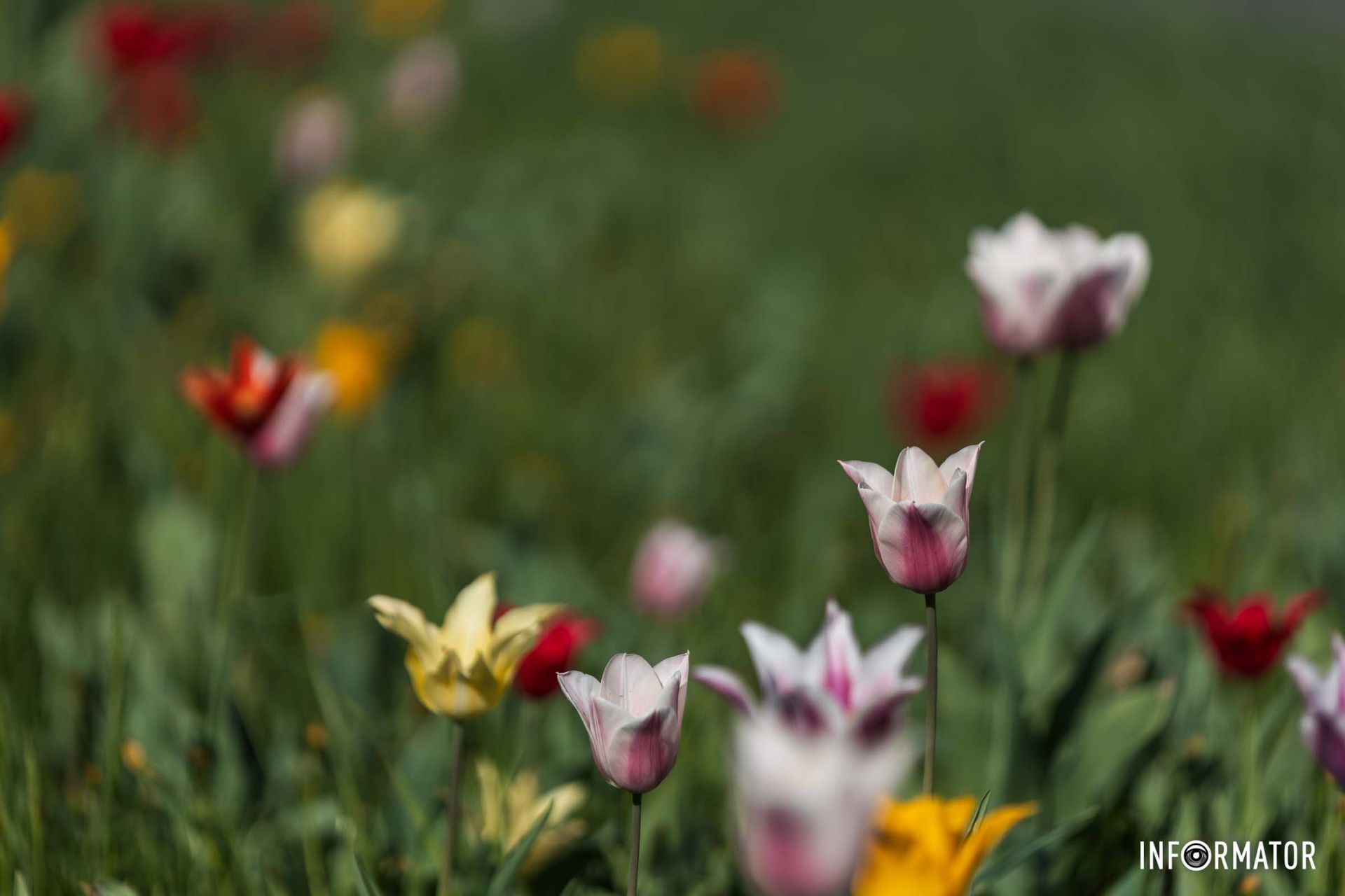 Дарунки всім несе вона, ясна,