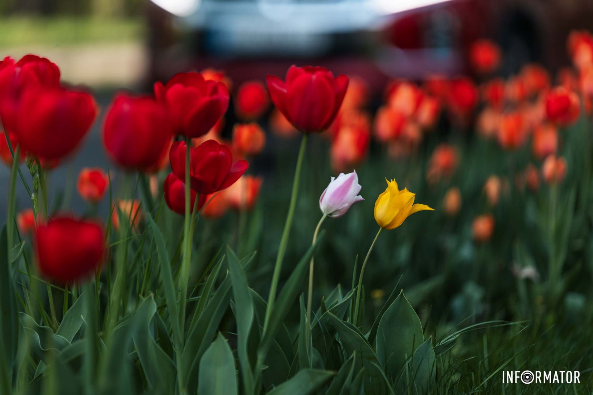 Співало все, сміялось і бриніло,
