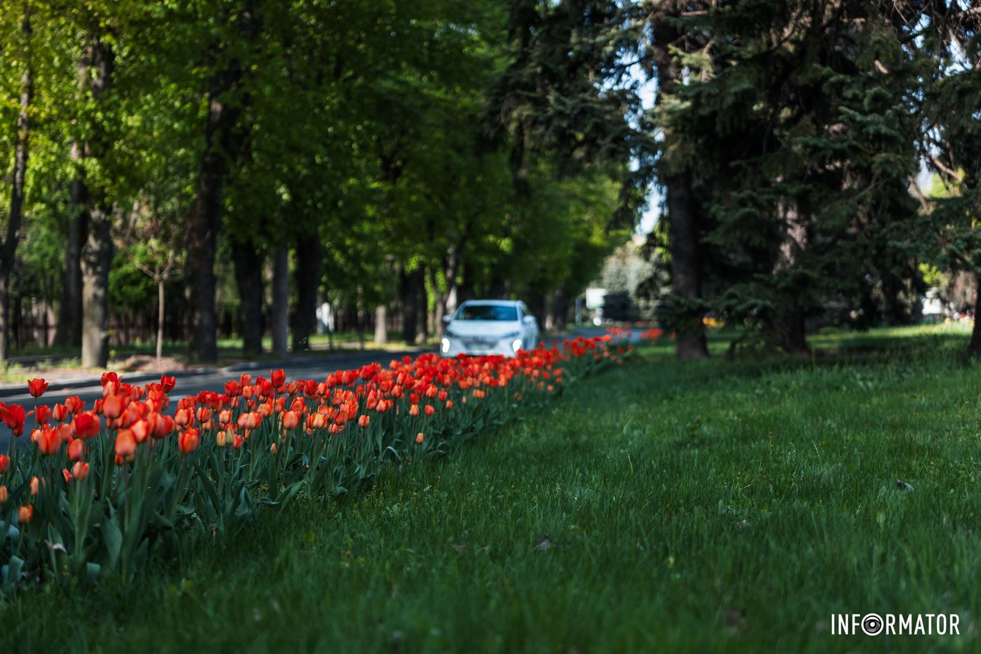 Зелений шум, веселая луна!