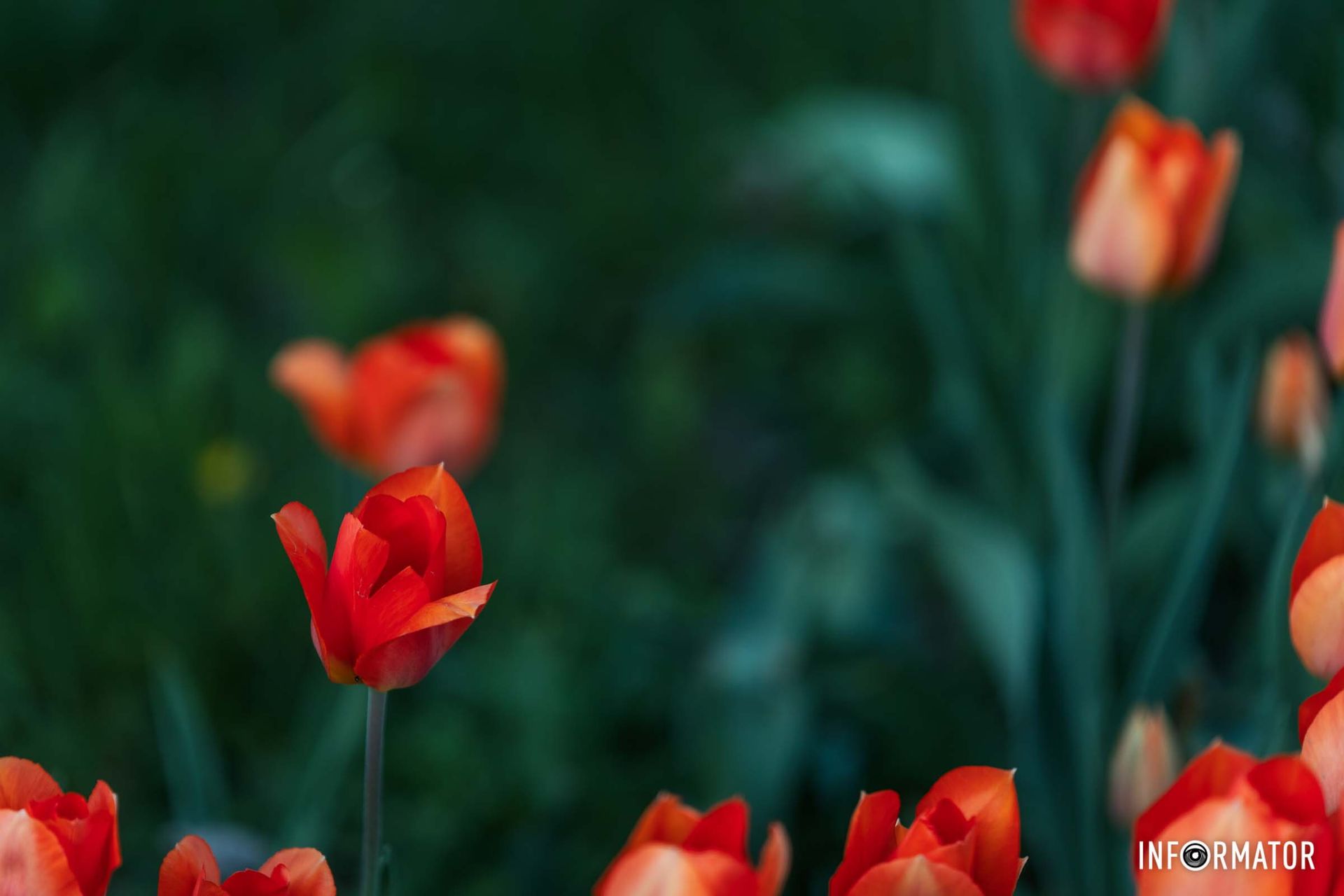 За нею вслід співучії пташки!