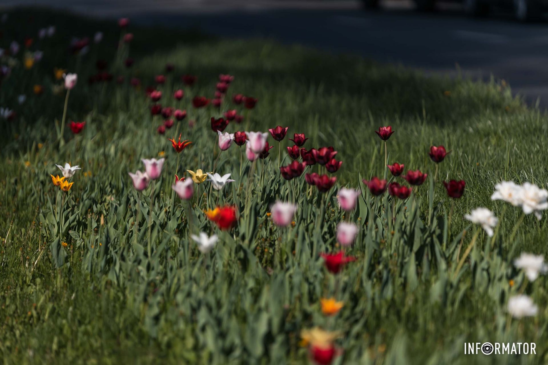 Вона летіла хутко, мов стокрила,