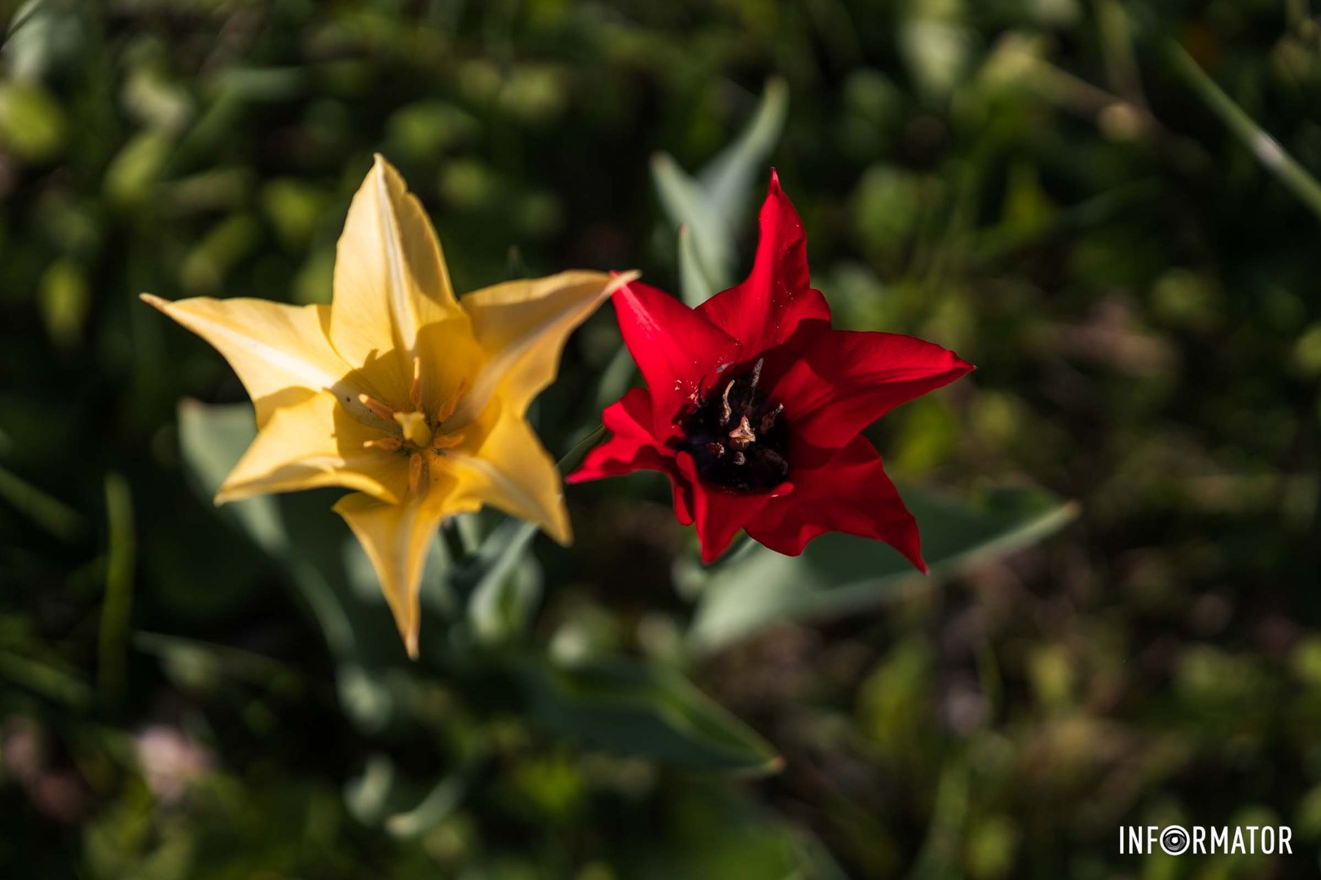 Промінням грала, сипала квітки,
