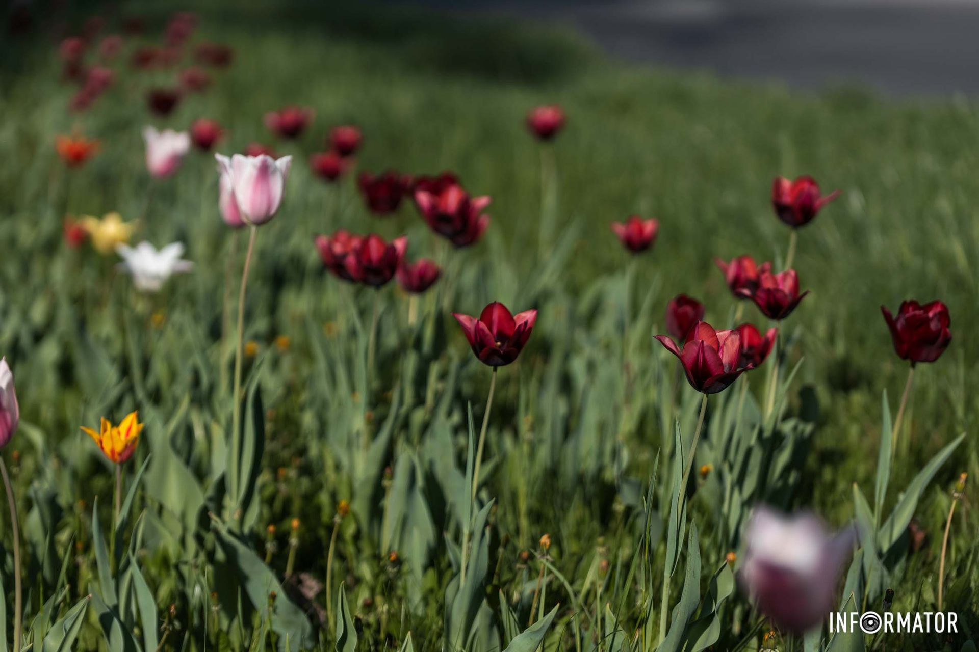 Була весна весела, щедра, мила,