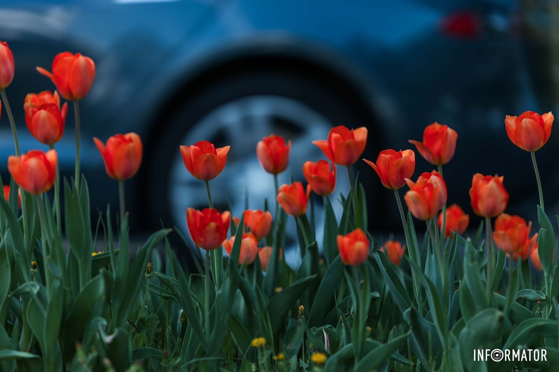 Итак, вашему вниманию представляем весенний фоторепортаж тюльпанов