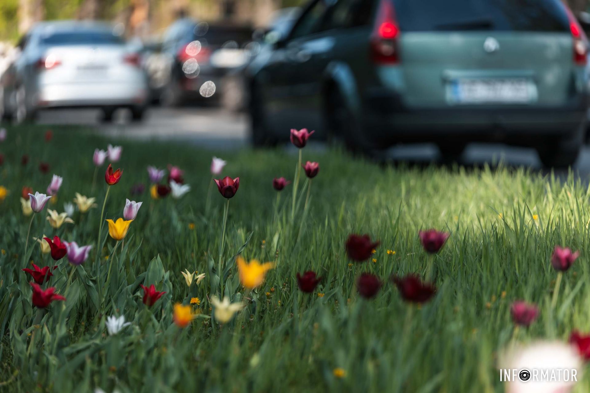 Тут представлены цветы разных цветов: белые, розовые, красные, рыжие и сиреневые