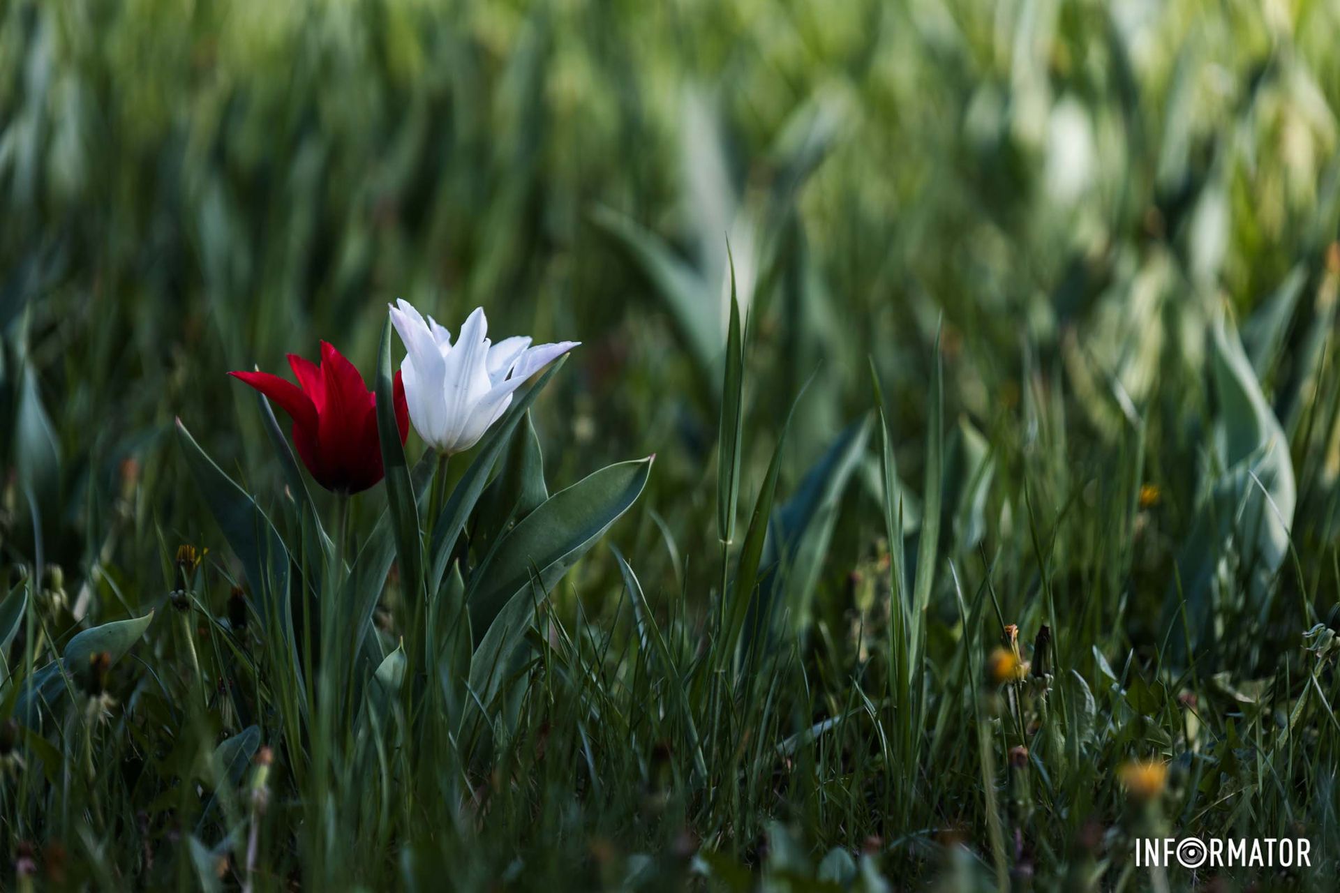 Оператор Антон Гордиенко сделал великолепные фотографии весенней красоты
