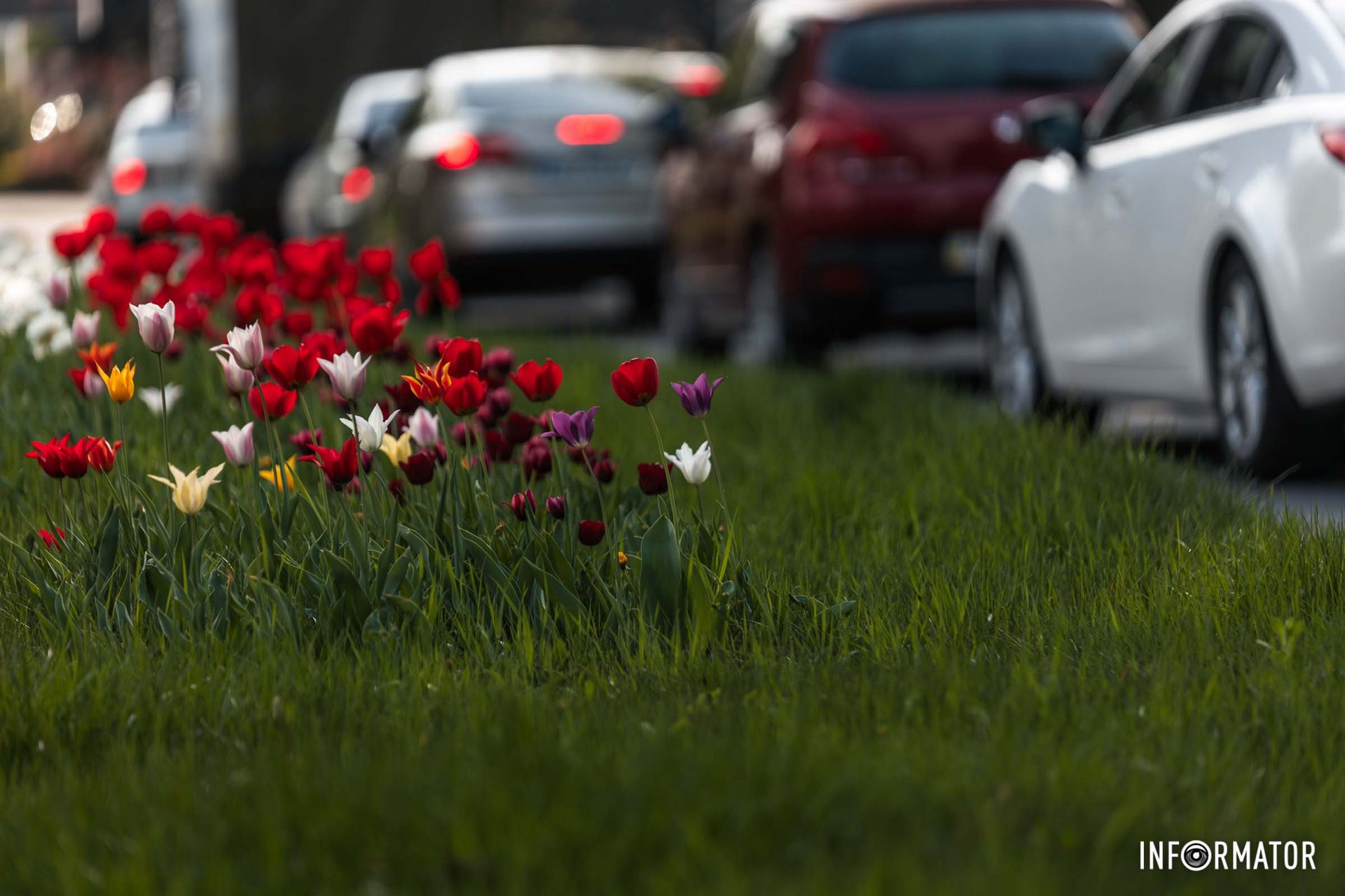 Да, на проспекте Науки (ранее - Гагарина) появились разноцветные тюльпаны