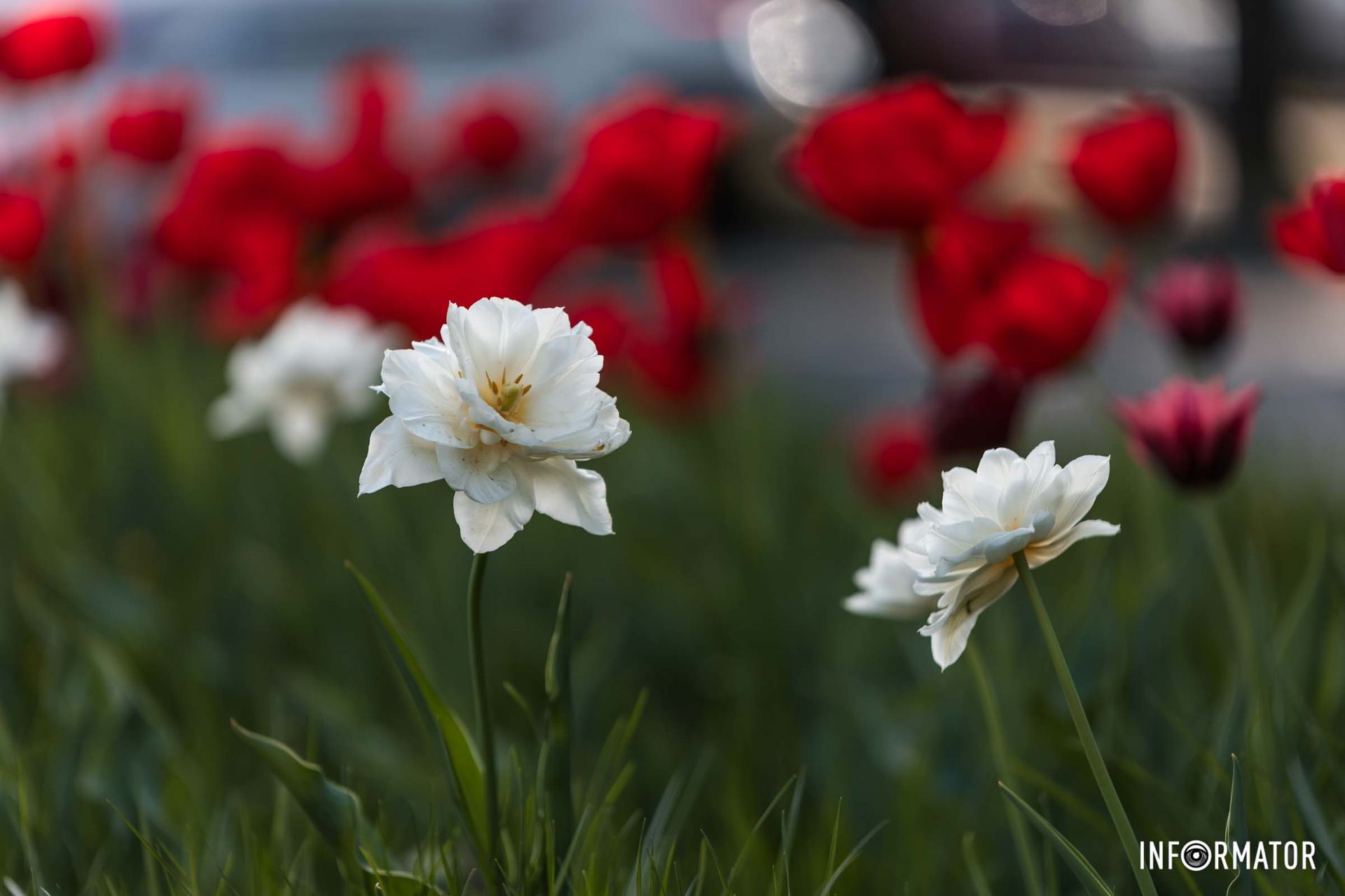 Повсюду цветут деревья и расцветают весенние цветы