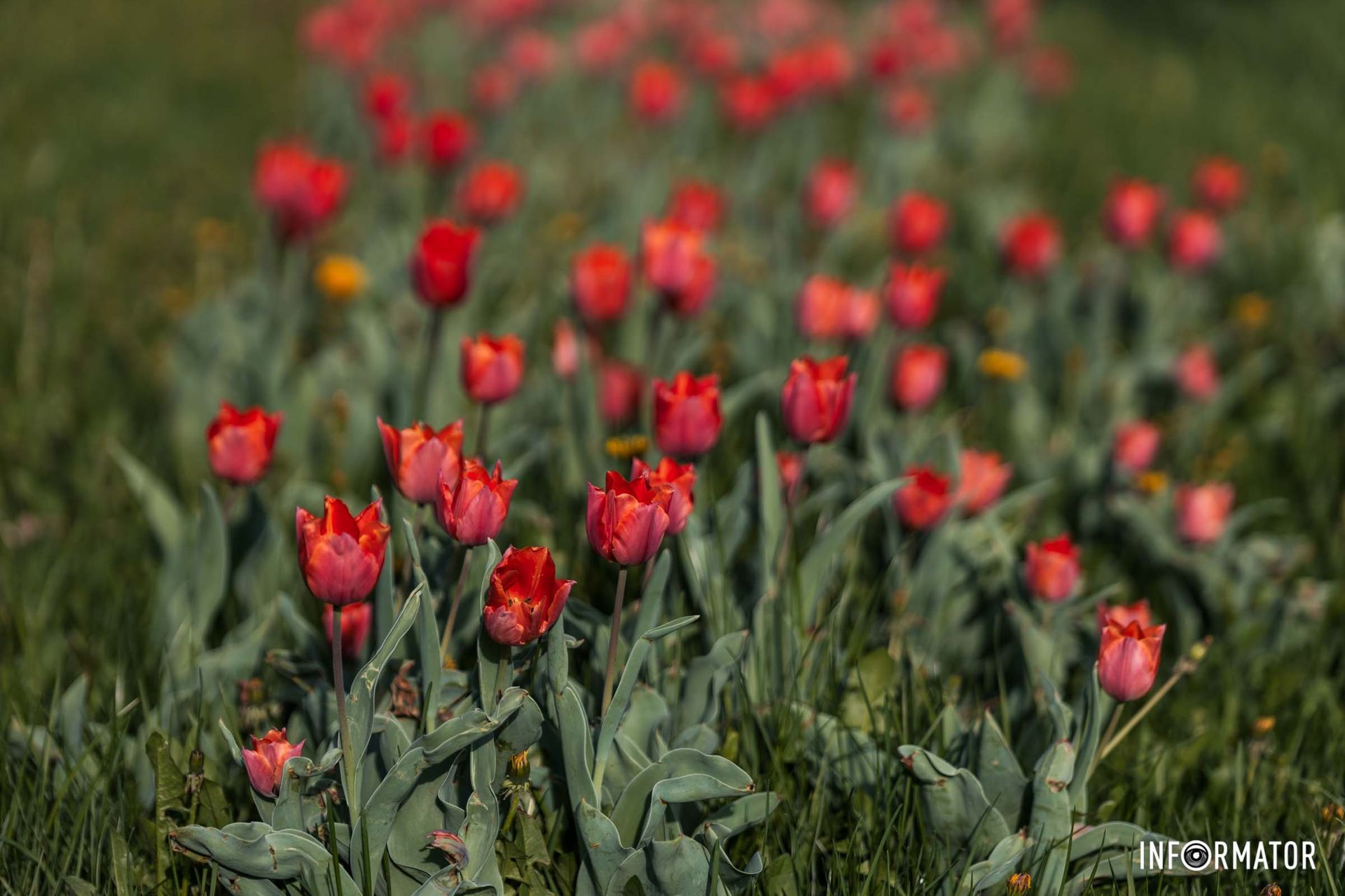 Вірш: Леся Українка, “Давня весна”