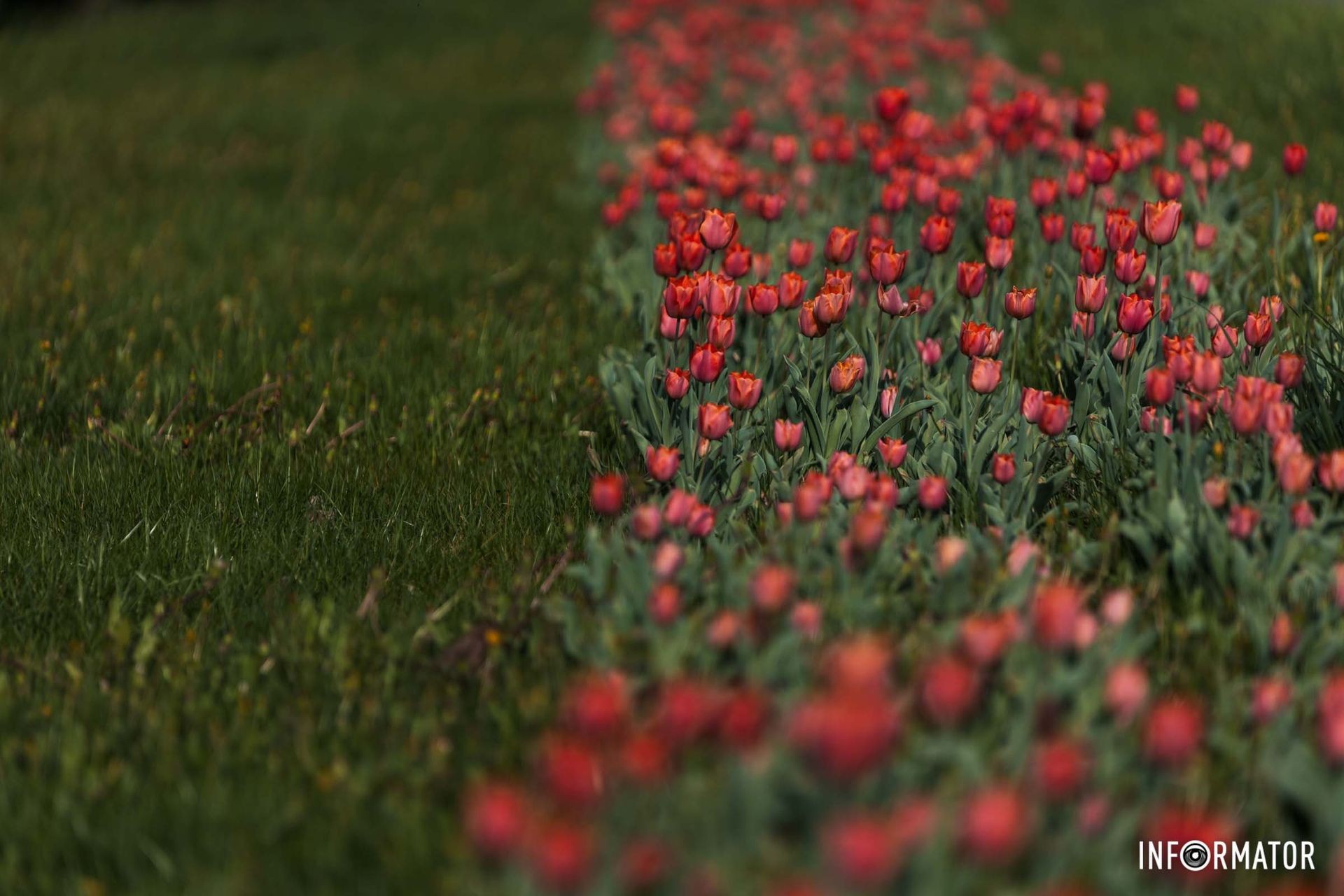 Як та була, що за вікном цвіла.