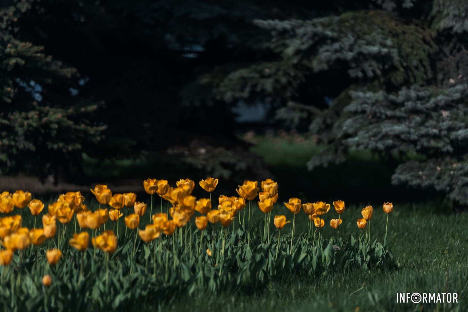 І любий гай свій відгук з ним прислав.
