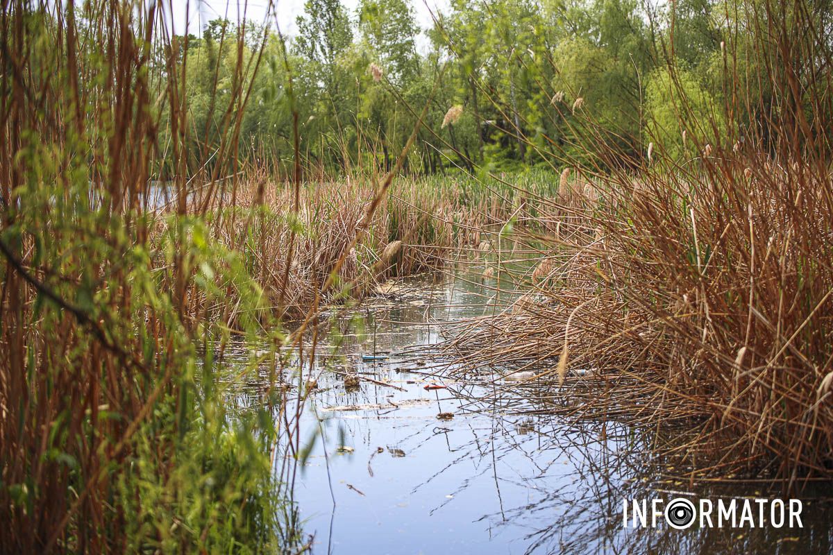 Ви би стали їсти цю рибу? Ви би стали їсти цю рибу?