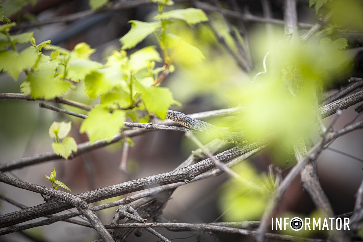 Там мы зафиксировали одну представительницу пресмыкающихся Там мы зафиксировали одну представительницу пресмыкающихся
