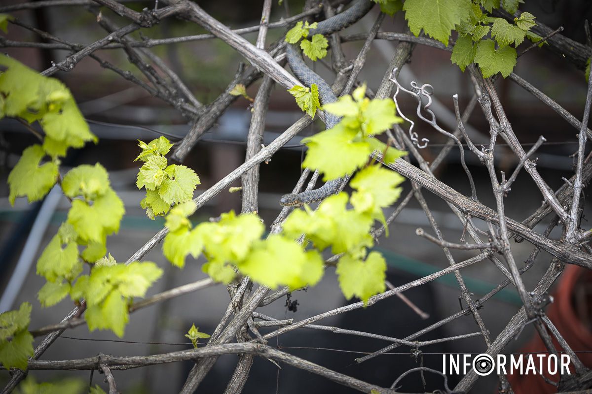 Вероятно, это были гадюки или водяные ужи Вероятно, это были гадюки или водяные ужи