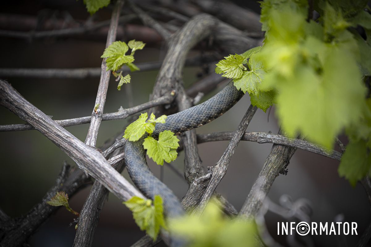 Они находились возле одного из заведений питания на виноградной лозе Они находились возле одного из заведений питания на виноградной лозе