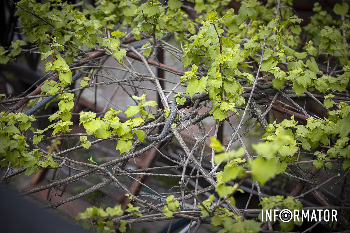 В среду, 17 апреля, в Днепре на Сичеславской Набережной прохожие увидели змей В среду, 17 апреля, в Днепре на Сичеславской Набережной прохожие увидели змей
