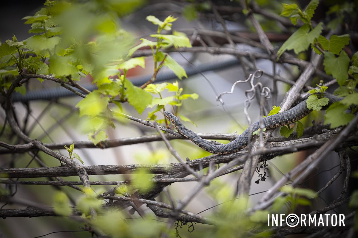 Чаще всего змея кусает в нижние конечности, когда человек наступает на нее во время прогулки Чаще всего змея кусает в нижние конечности, когда человек наступает на нее во время прогулки