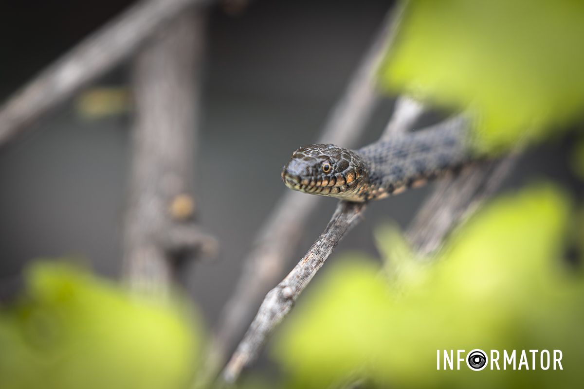 Красавица Красавица