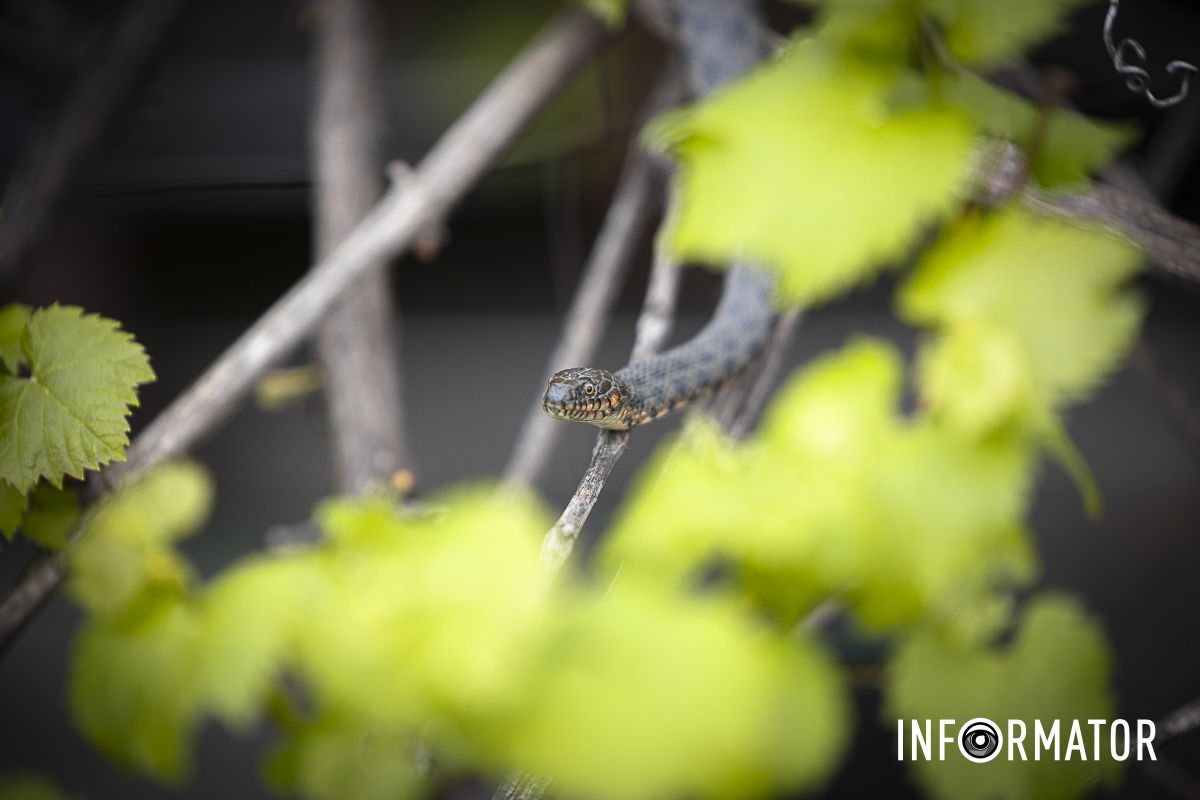 Не стоит приближаться, громко орать Не стоит приближаться, громко орать