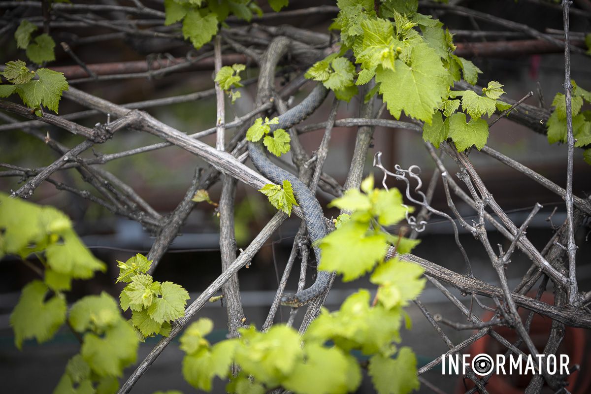 Если вы увидели змею - медленно отойдите или обойдите ее Если вы увидели змею - медленно отойдите или обойдите ее