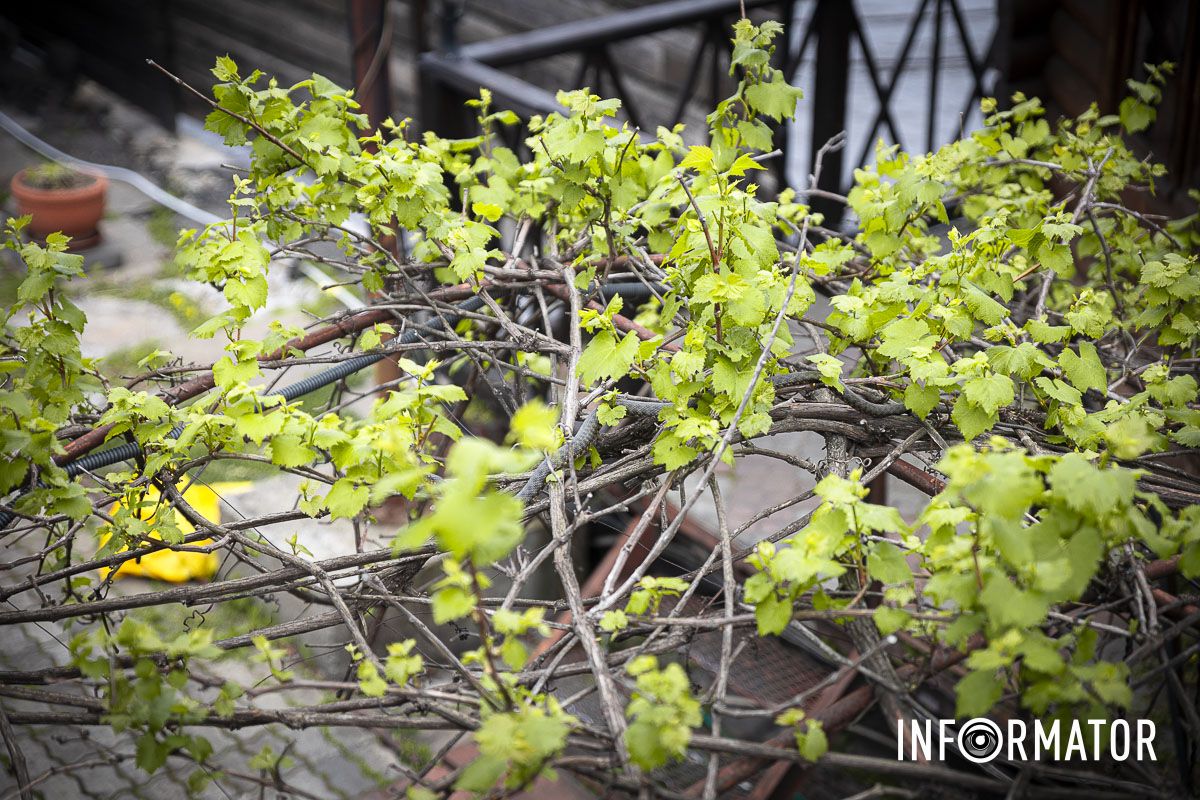 Змея была средних размеров Змея была средних размеров