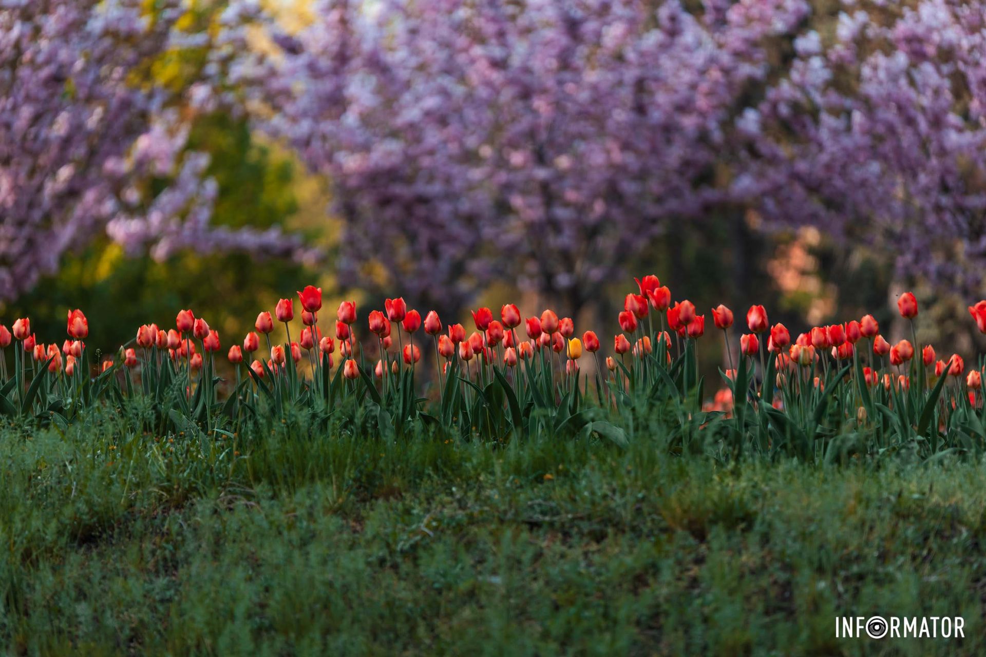 Й кує зозуля в дуба на вершині.