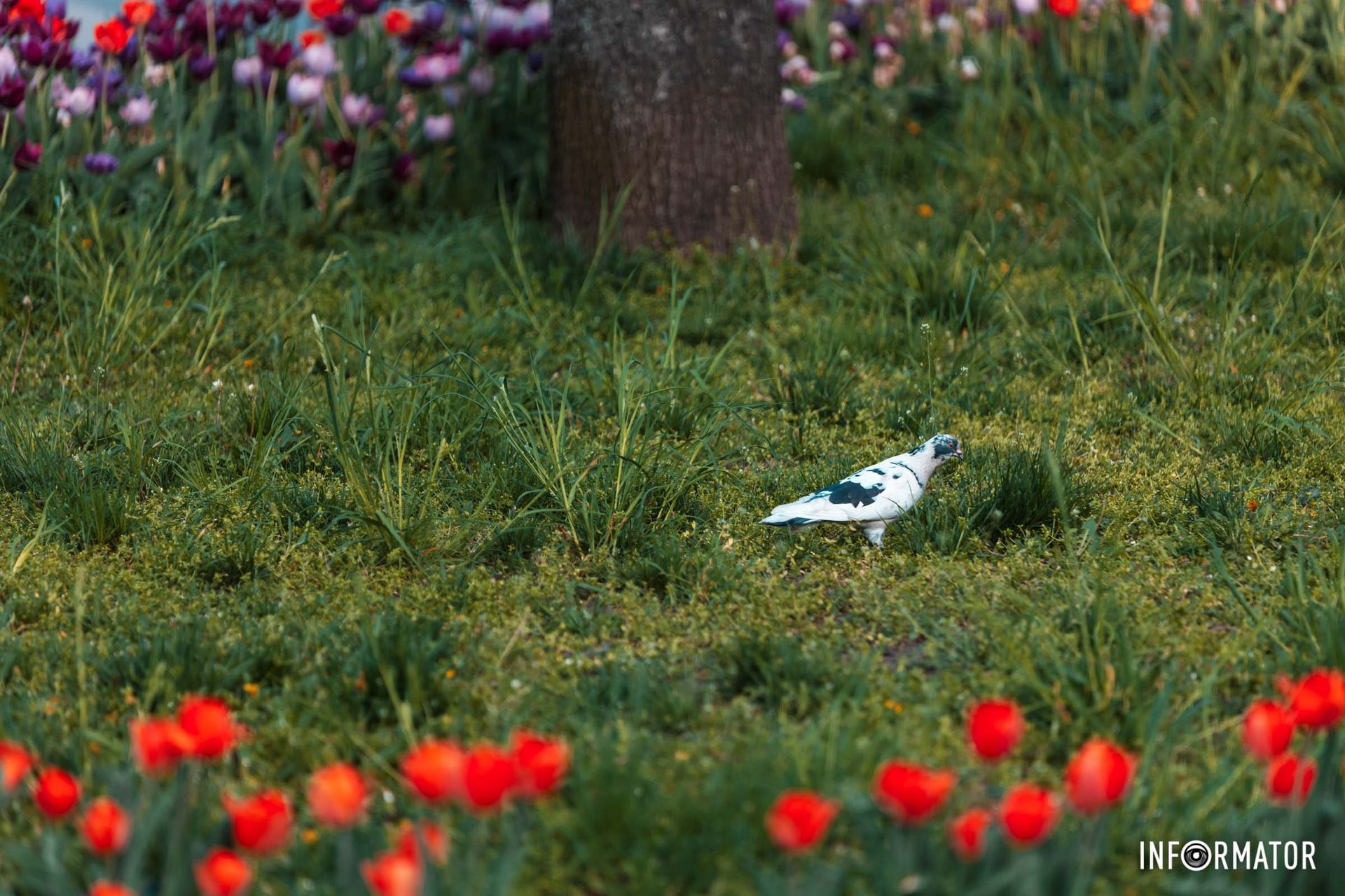 Як стихне бій — співають солов’ї,
