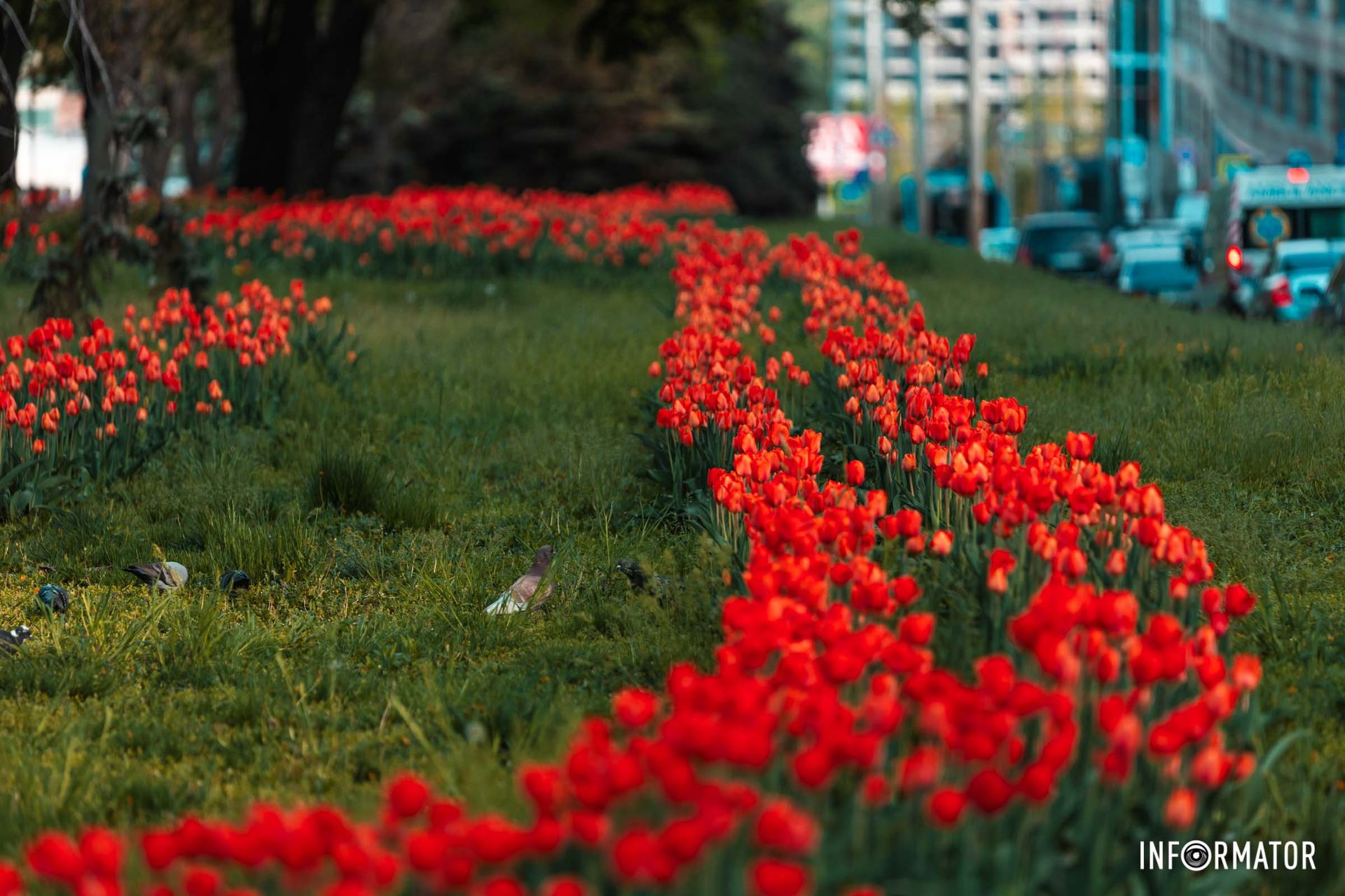 Цвітуть тюльпани і волошки сині.