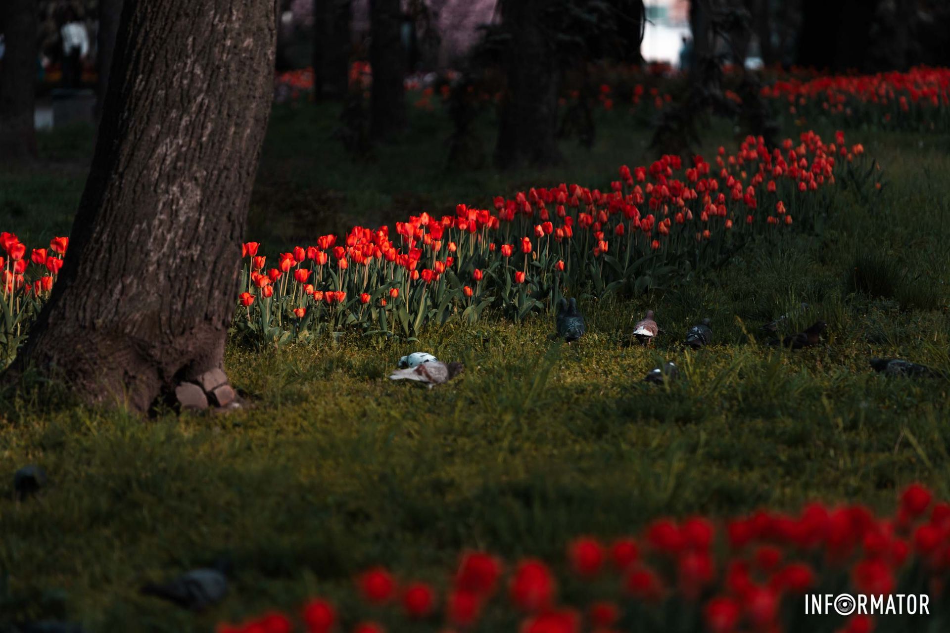 А там, де ще недавно йшли бої,