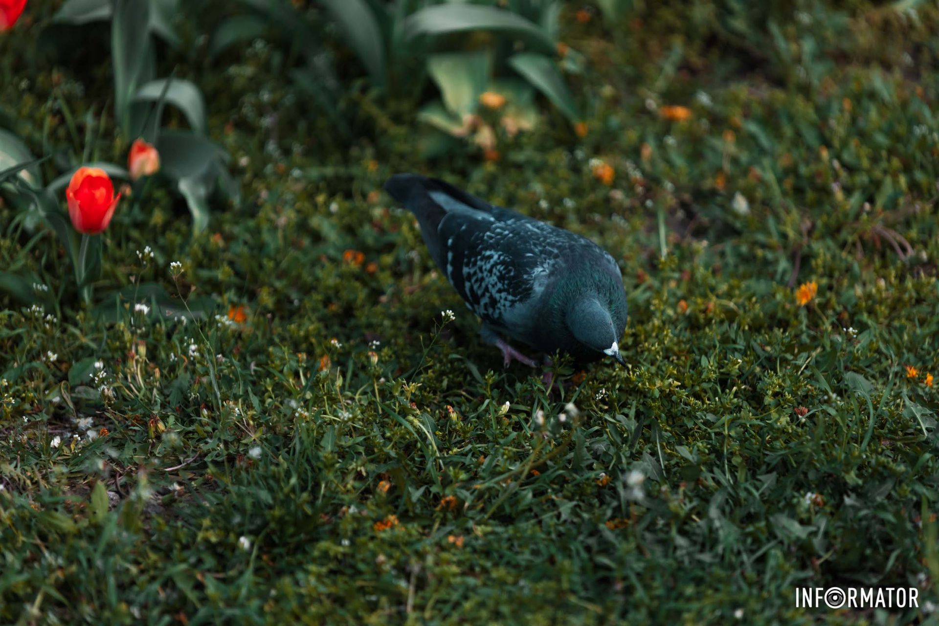 І пташечки мовчати не змогли,