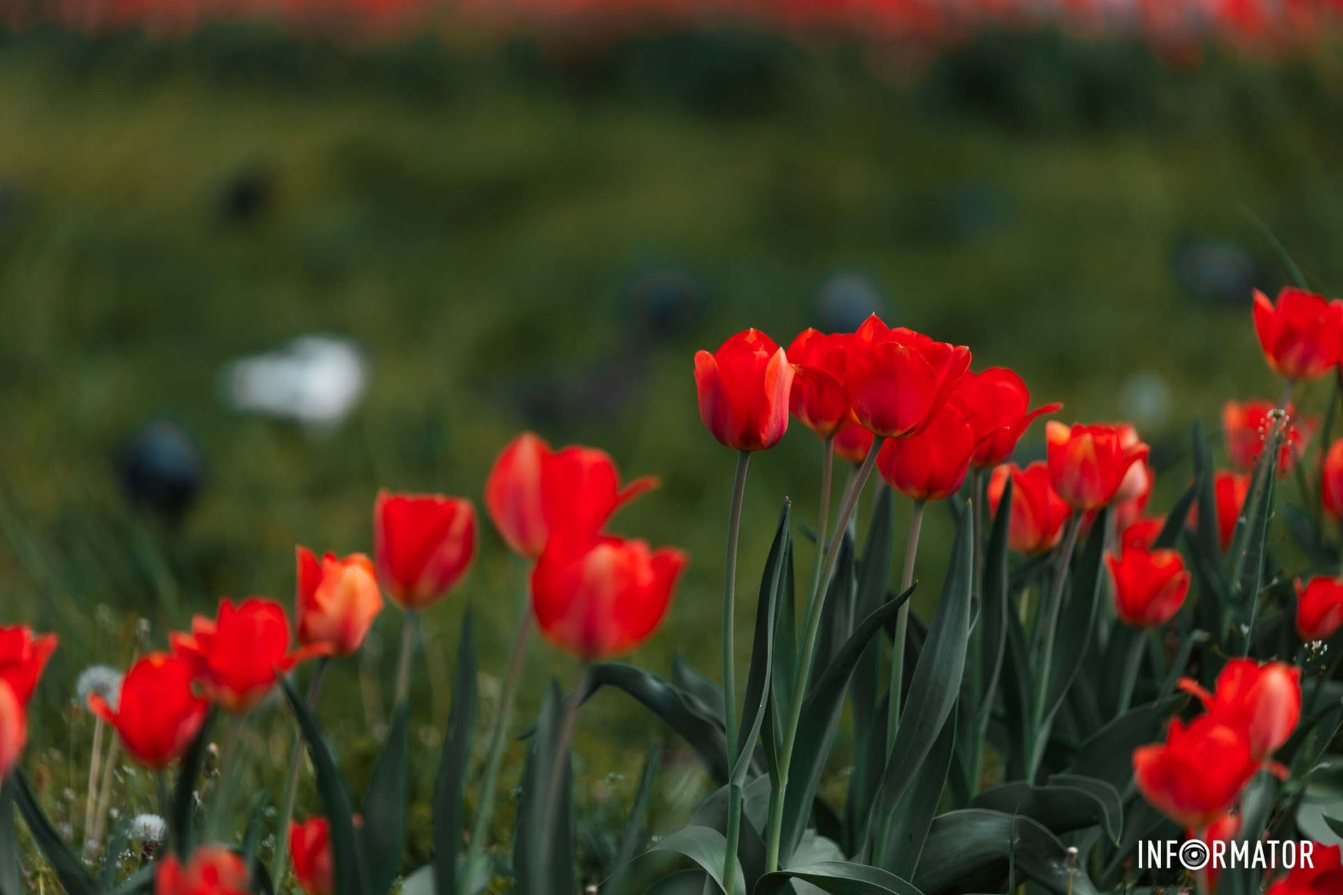 Каштан свічками раптом загорівся.