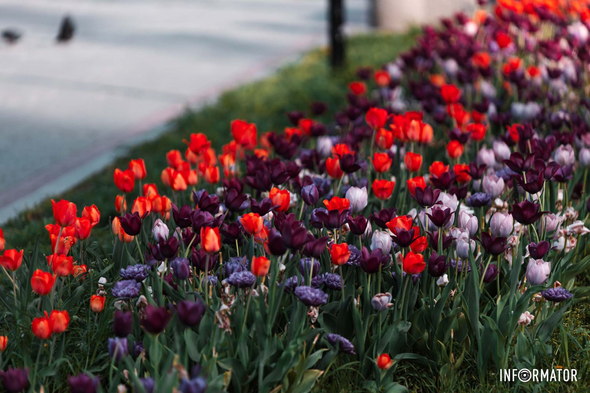Ось на окопах квіти зацвіли,