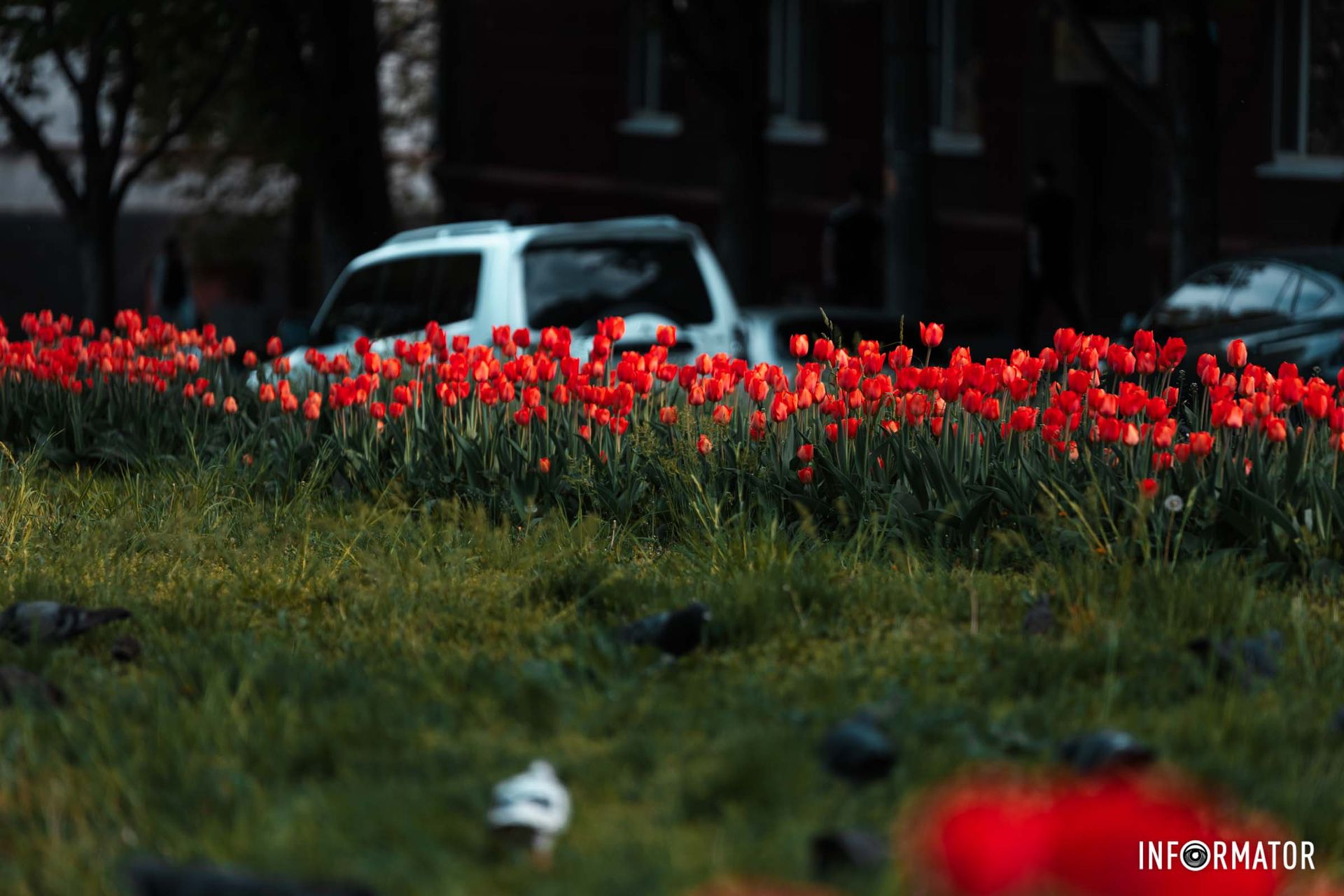 І все навколо радісно буяє.