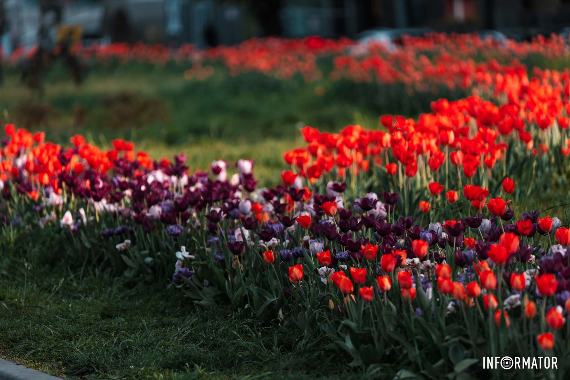 Вона летить, квітує і співає.