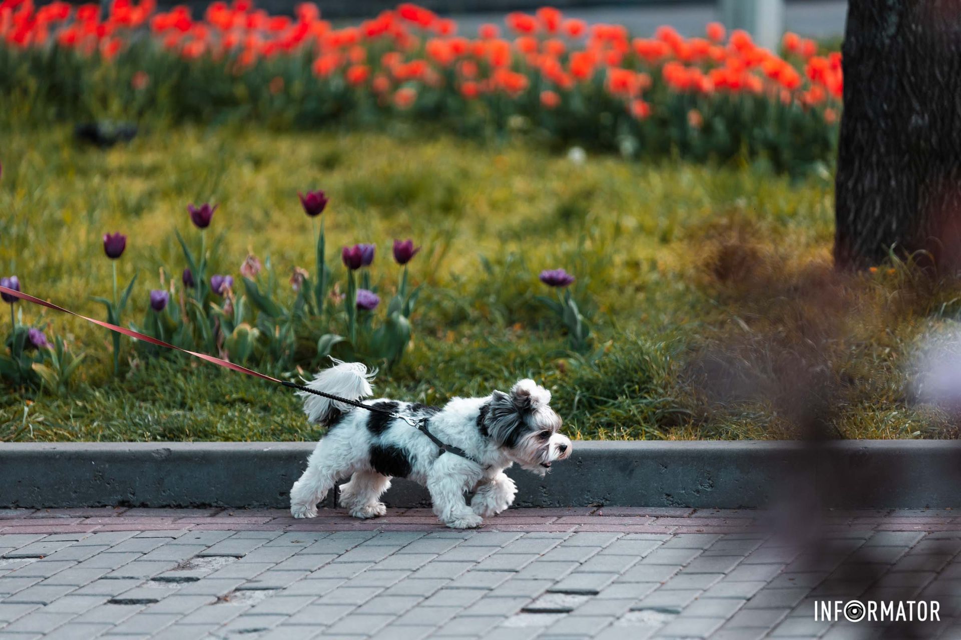 Гуляють усі 