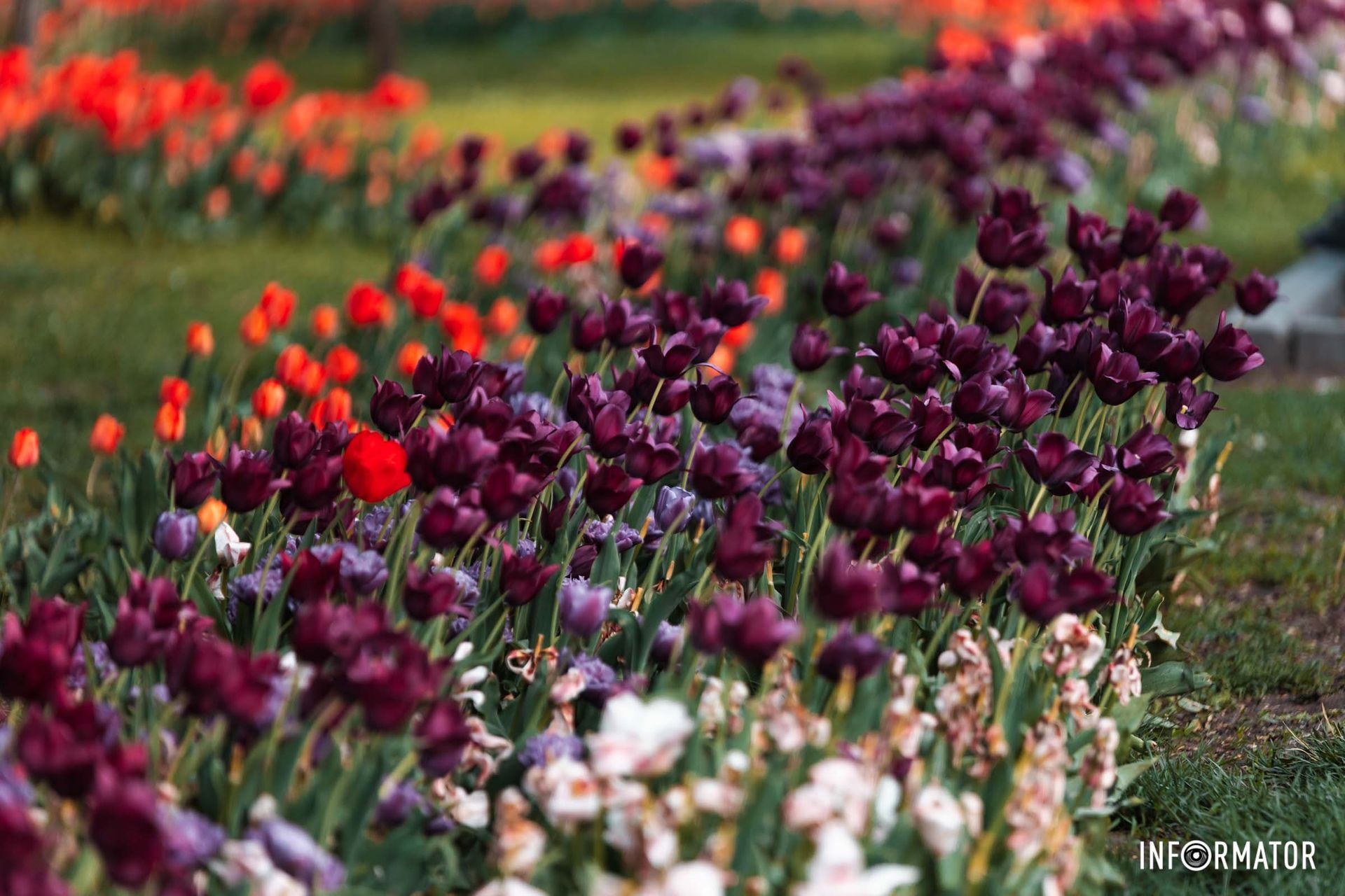 Дніпро - місто тюльпанів 