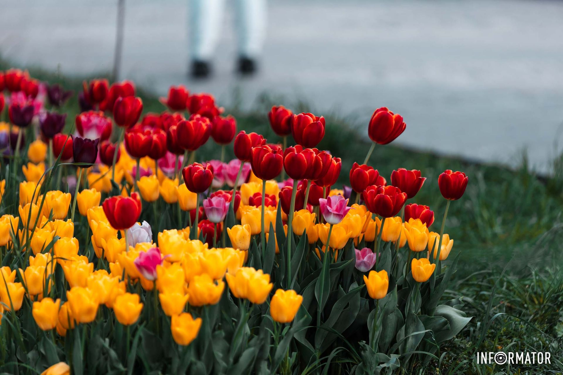 Яскраві кольори 