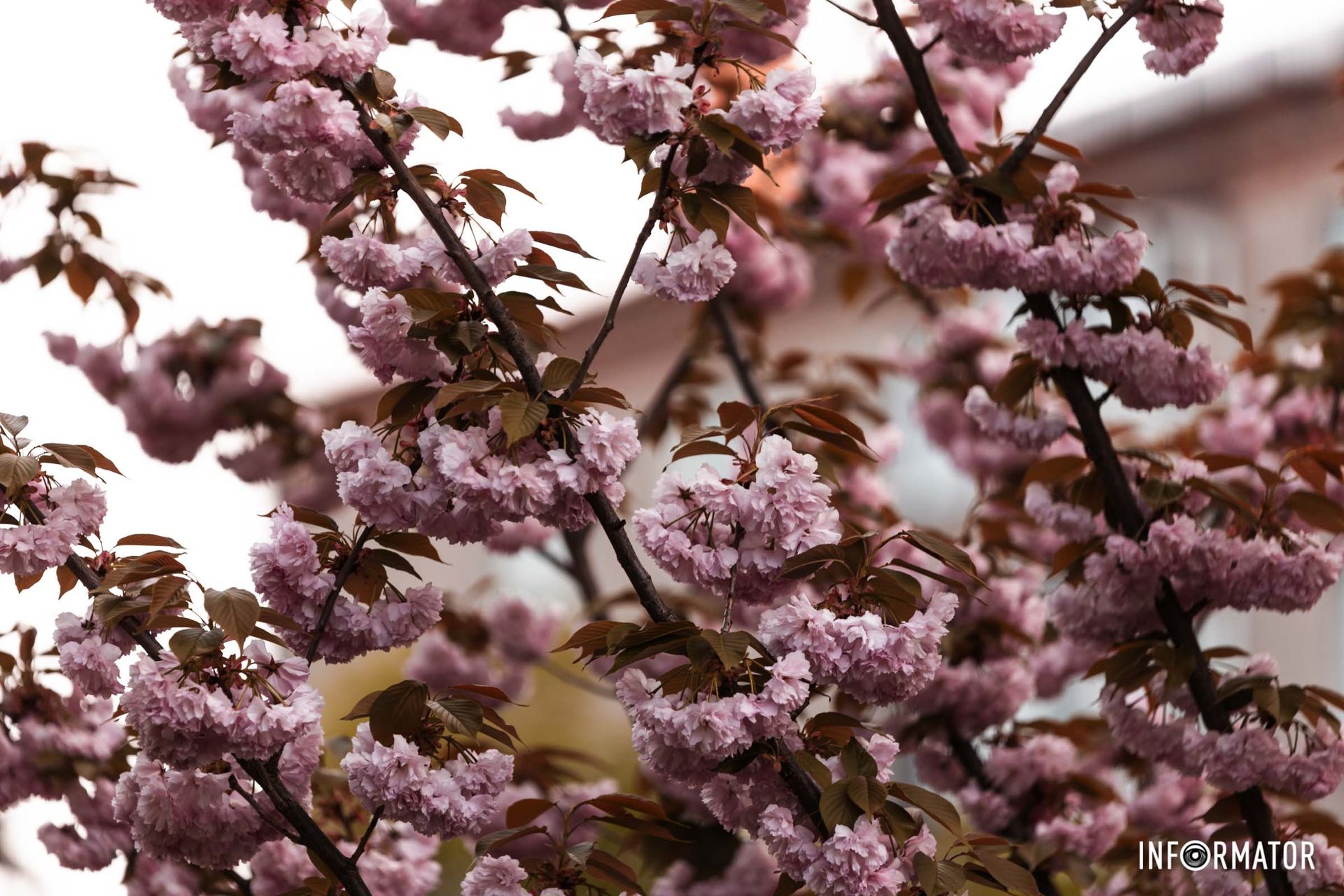 Ніжна сакура