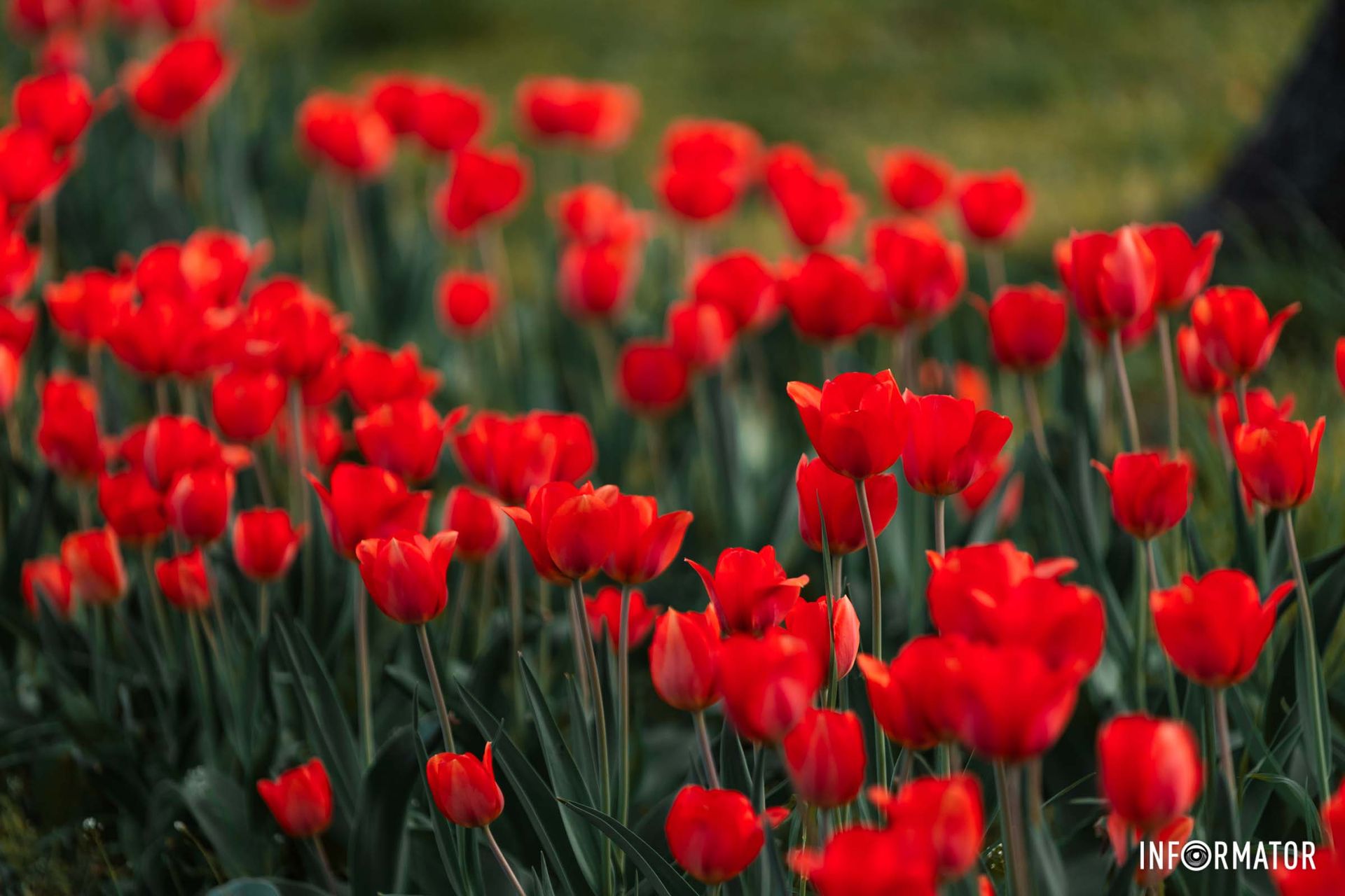 Фото - Антон Гордієнко