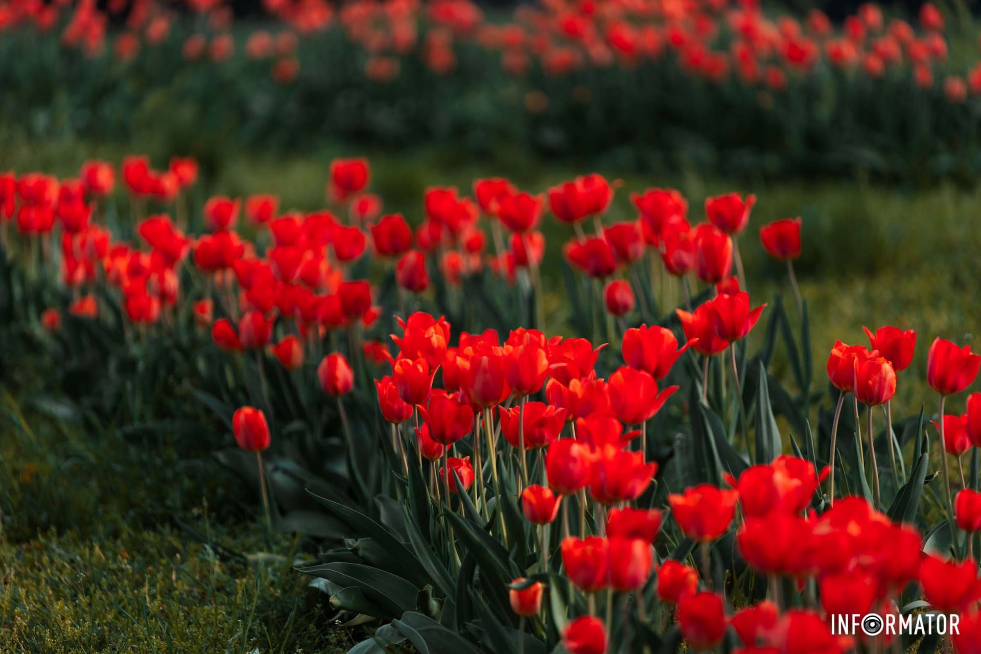Червоні тюльпани