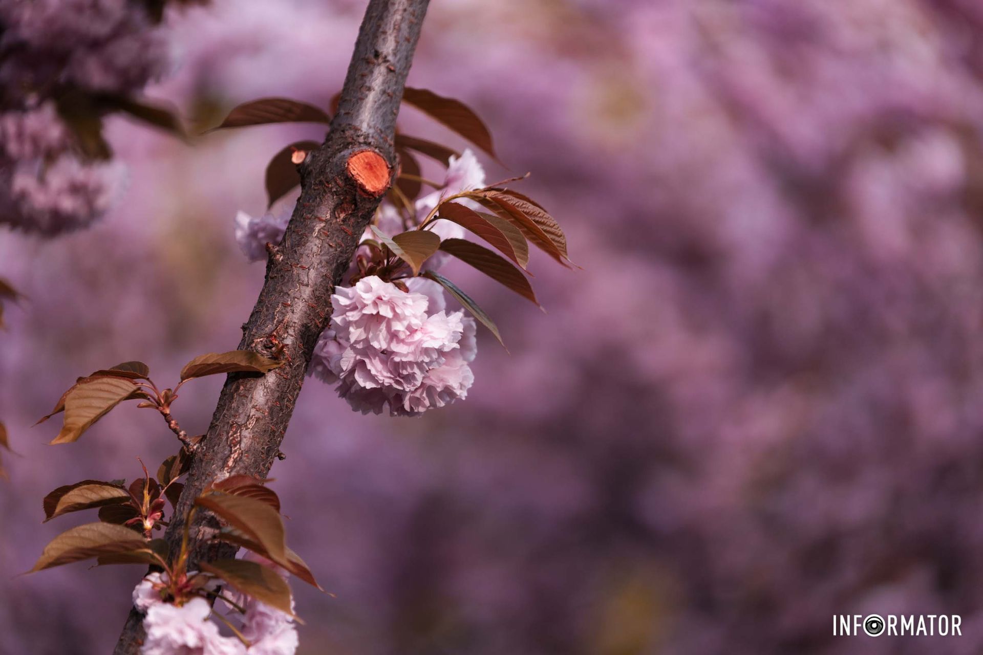 Чи то ніжні сакури, які символізують красу та життя