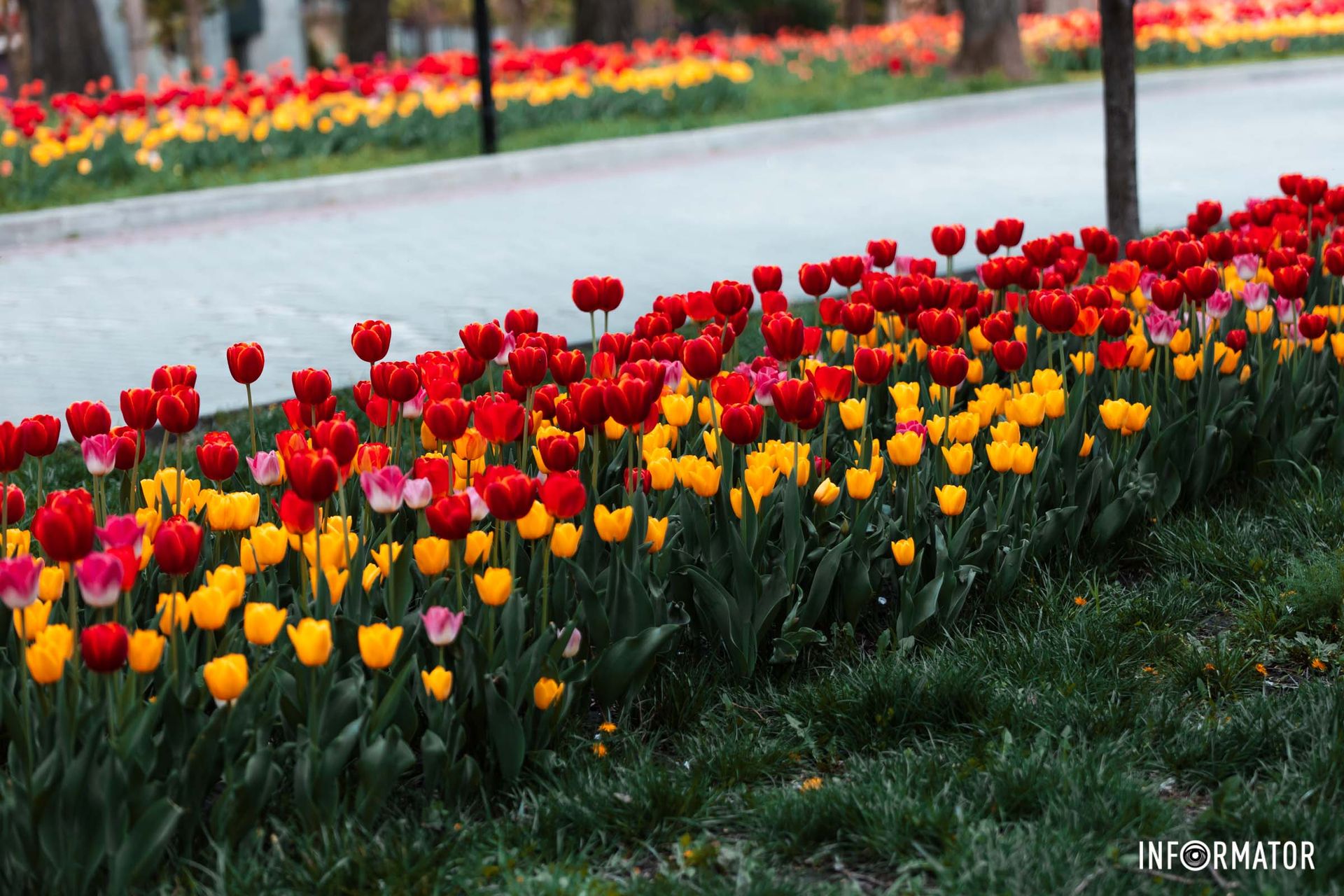 Оператор Інформатора Антон Гордієнко не міг пройти повз цієї краси