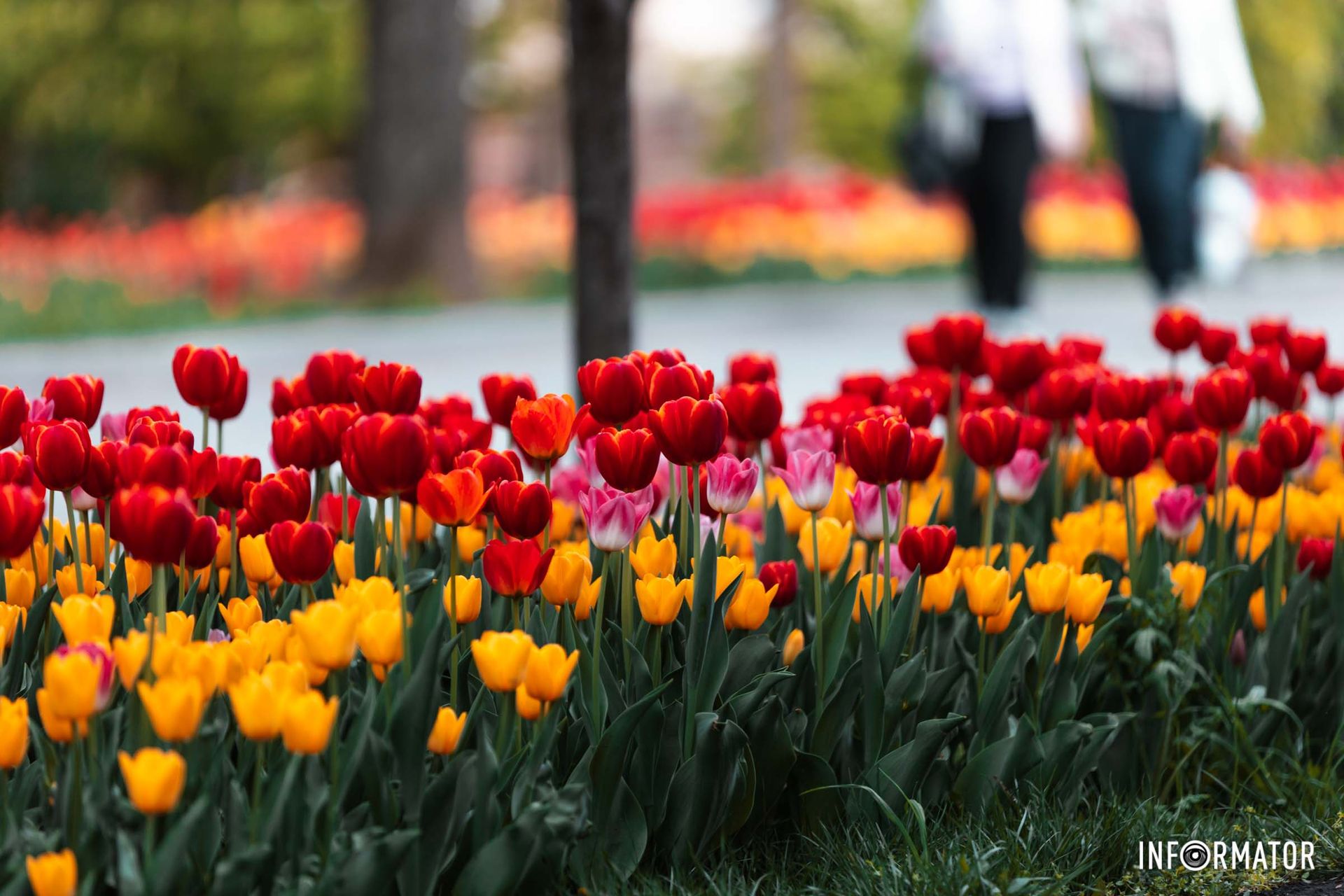 Тут дніпряни із задоволенням прогулюються та проводять фотосесії