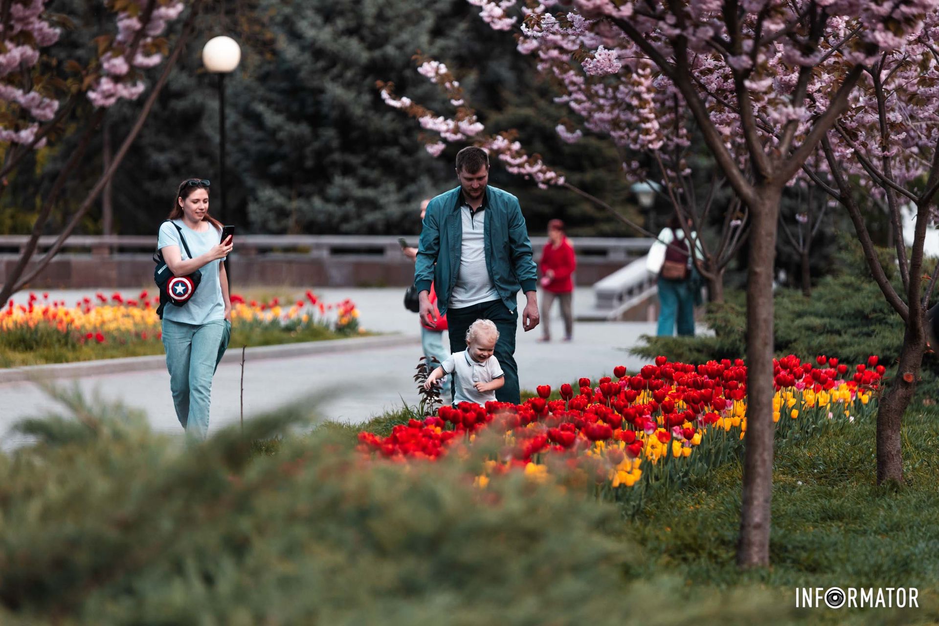Ніжні сакури та яскраві тюльпани різних кольорів