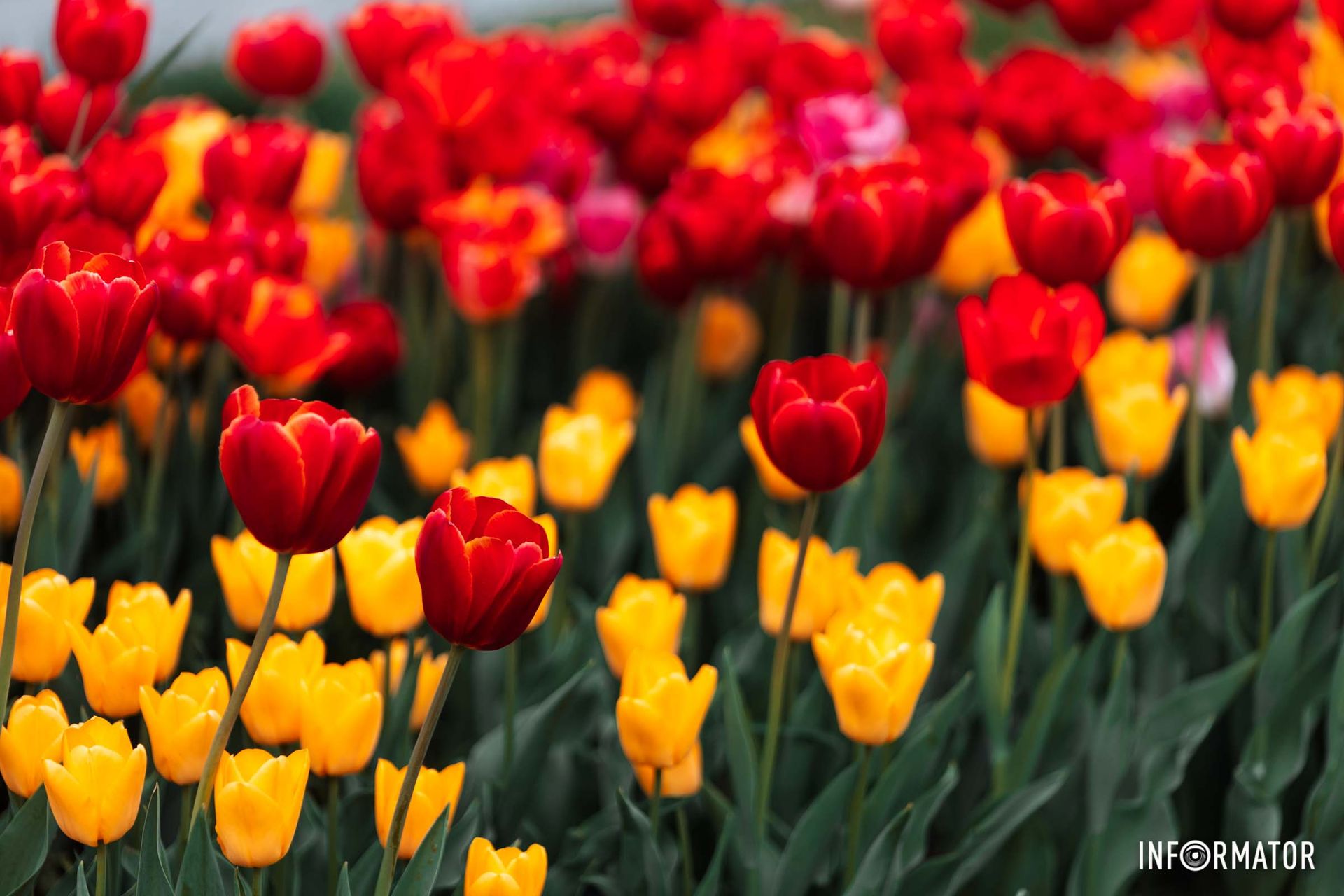 Вона квітує радісно й крилато…