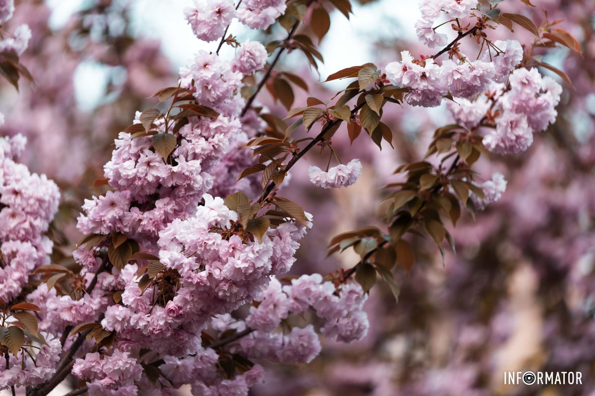 Весна не знає, що іде війна,